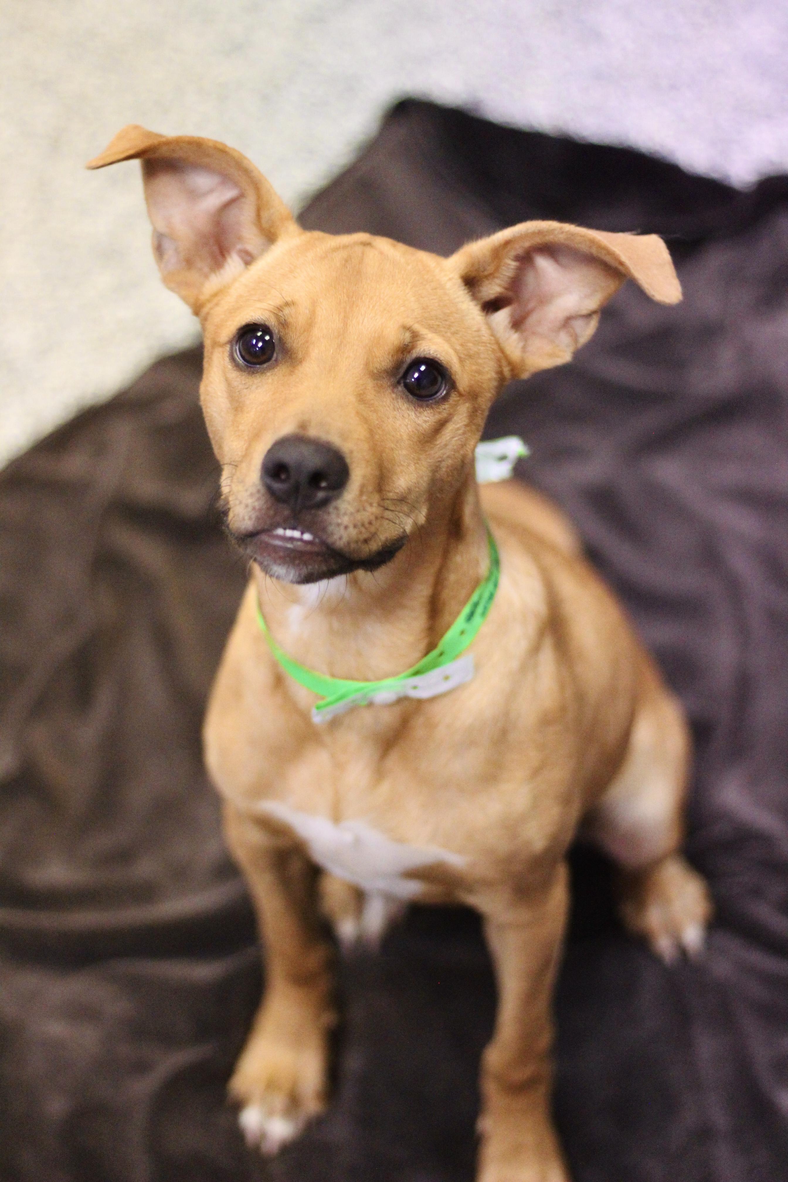 Strawberry Julius in NH! Come Meet our Adoptable Dogs Wednesday-Saturday. More info in Bio!