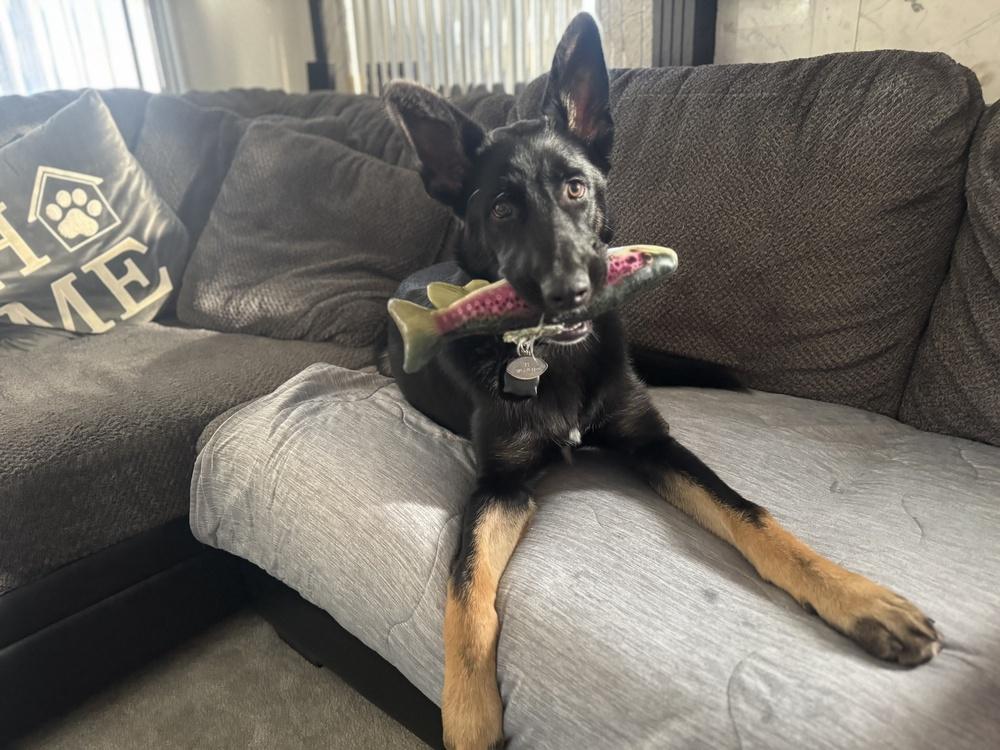 PJ, Adopted, Puppy Male German Shepherd Dog.