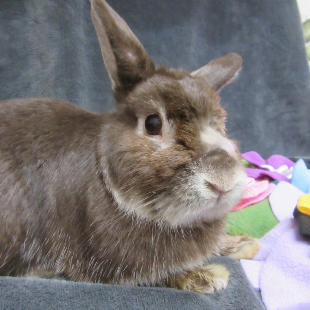 Enlarge Thumper, a Adoptable Silver Marten in Newport, PA image 1/4