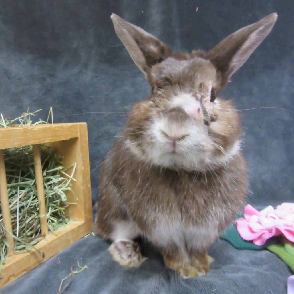 Enlarge Thumper, a Adoptable Silver Marten in Newport, PA image 2/4