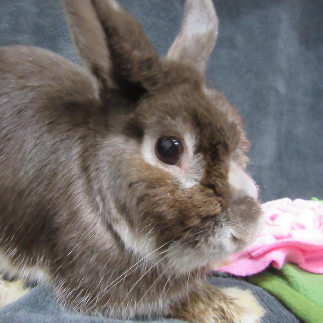 Enlarge Thumper, a Adoptable Silver Marten in Newport, PA image 3/4