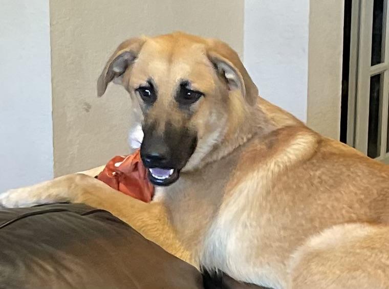 Keira, Young Female Anatolian Shepherd