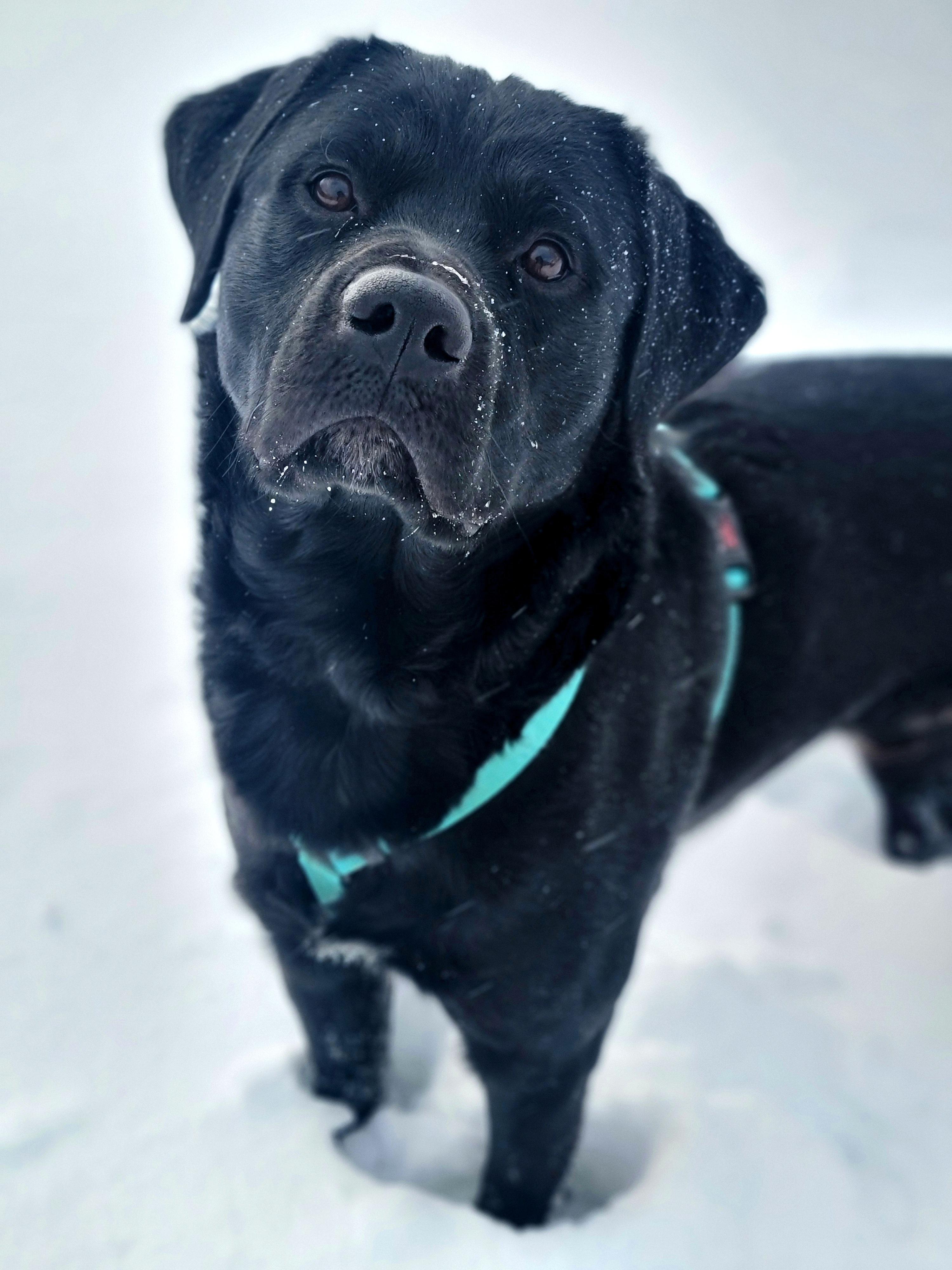 Enlarge Doug, an adopted mixed breed in Hornell, NY image 3/5