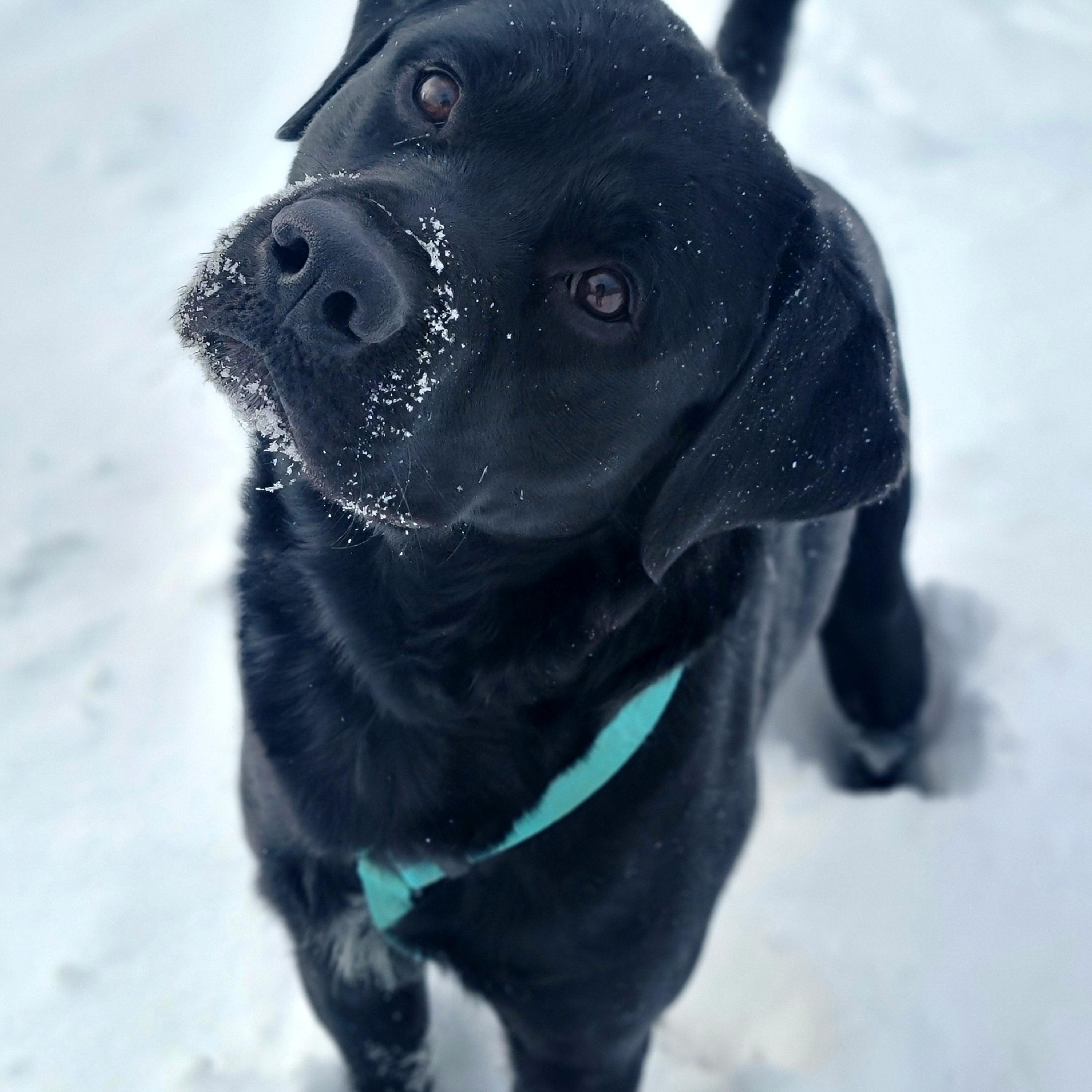 Doug, adopted, Adult Male Black Labrador Retriever.