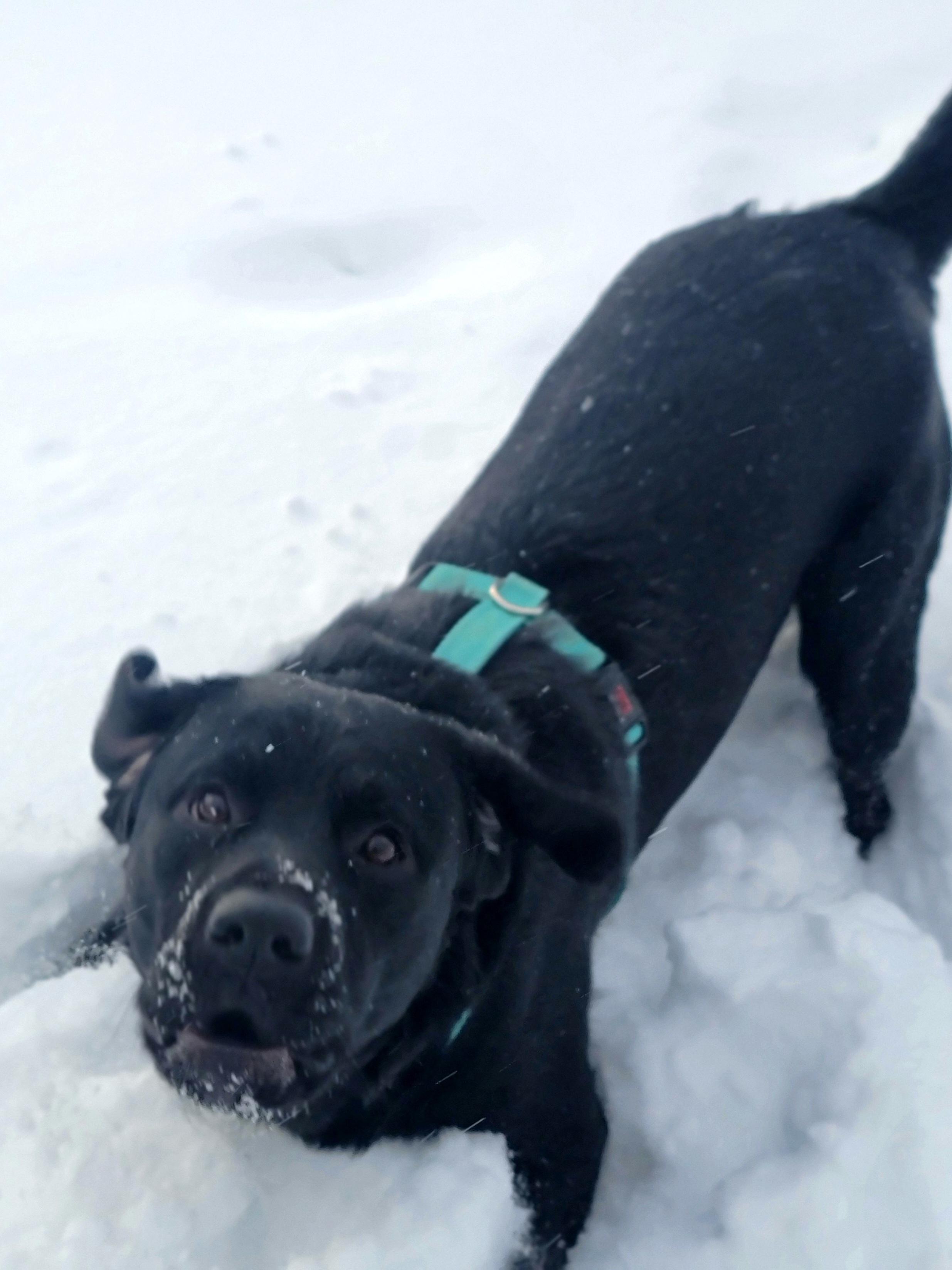 Enlarge Doug, an adopted mixed breed in Hornell, NY image 5/5