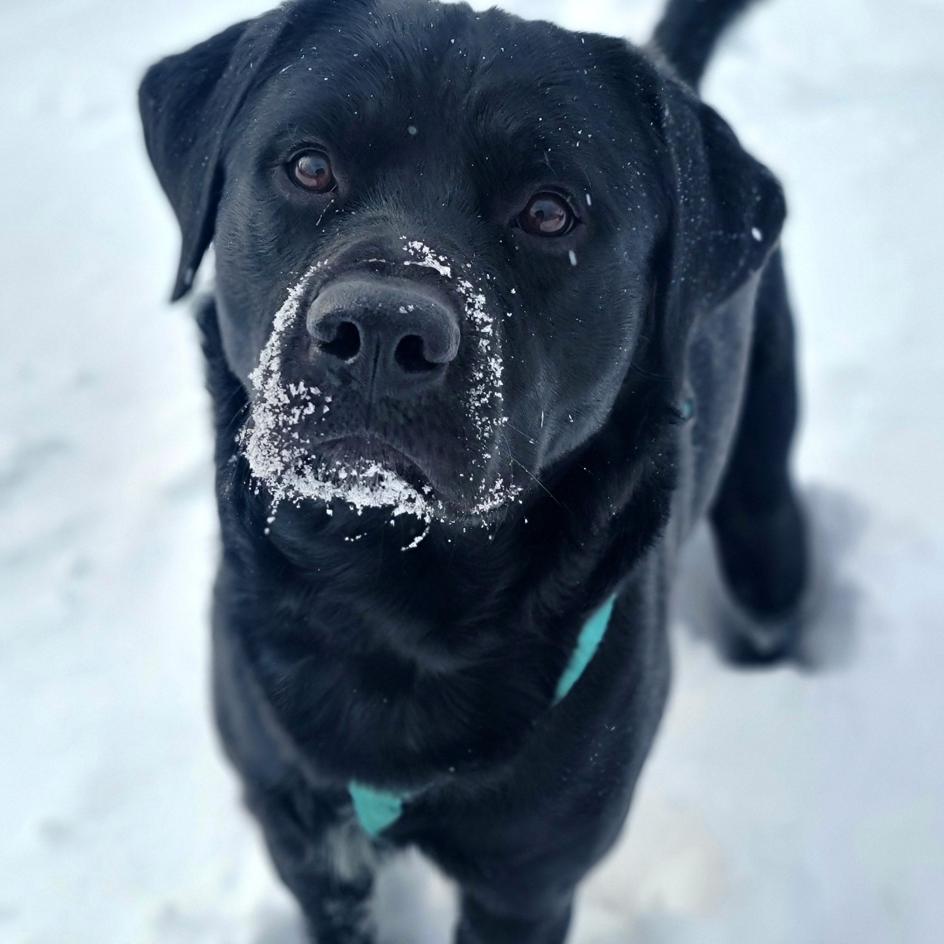 Enlarge Doug, an adopted mixed breed in Hornell, NY image 2/5