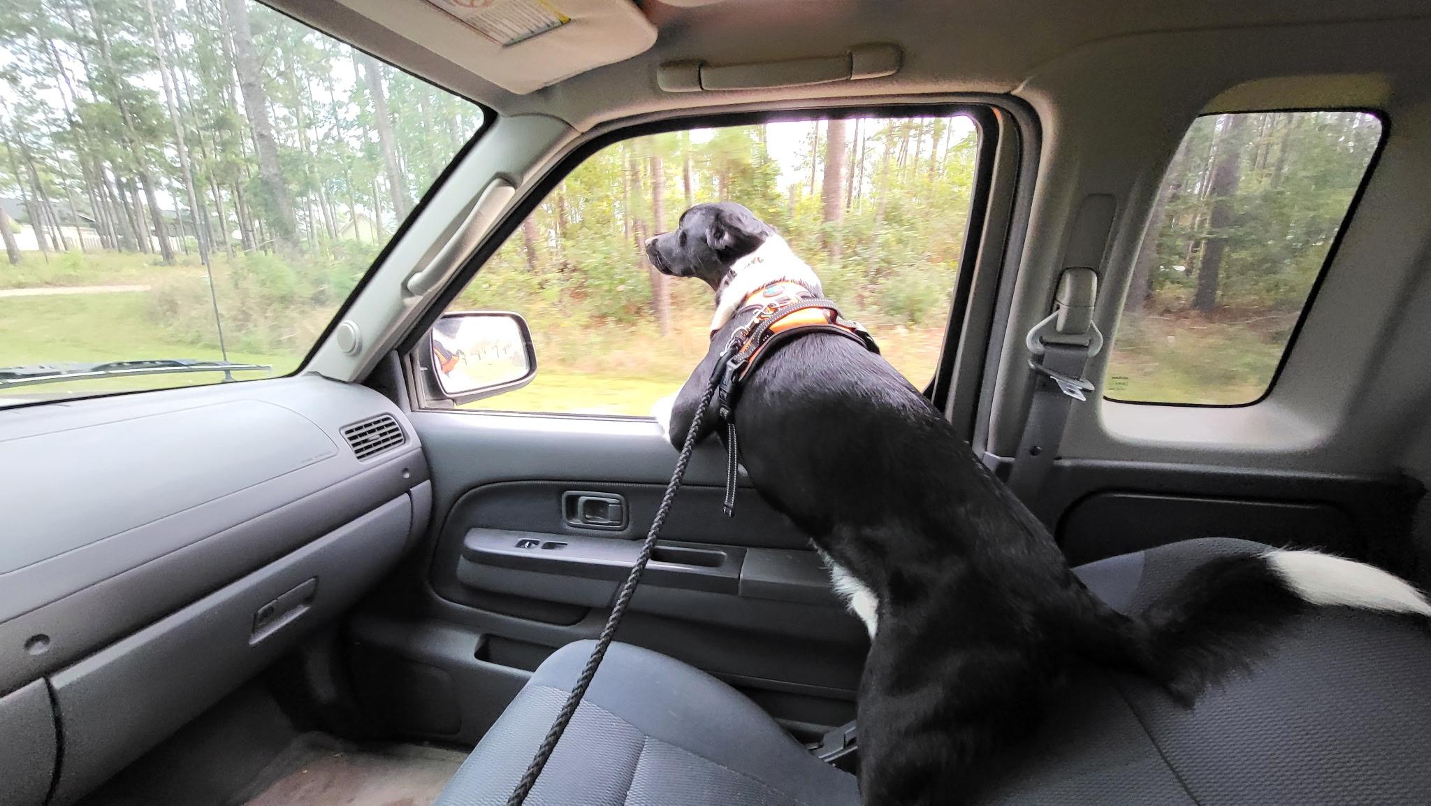 Enlarge Opie, a Adoptable mixed breed in Douglas, GA image 1/4