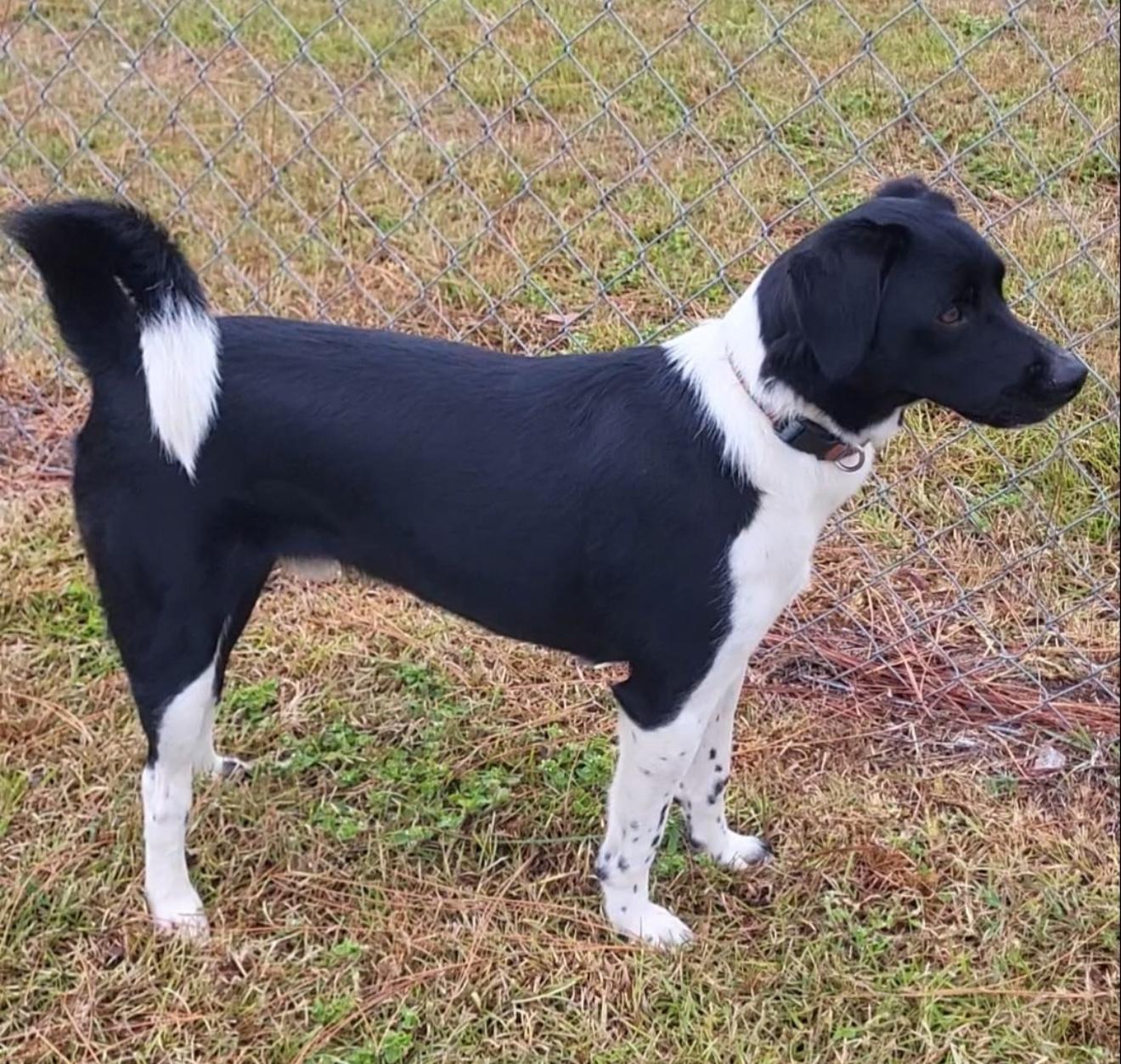 Enlarge Opie, a Adoptable mixed breed in Douglas, GA image 2/4