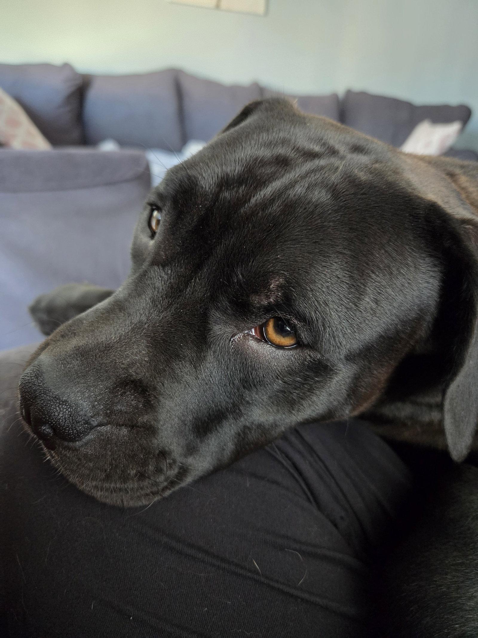 Junebug, Adoptable, Young Female American Staffordshire Terrier.