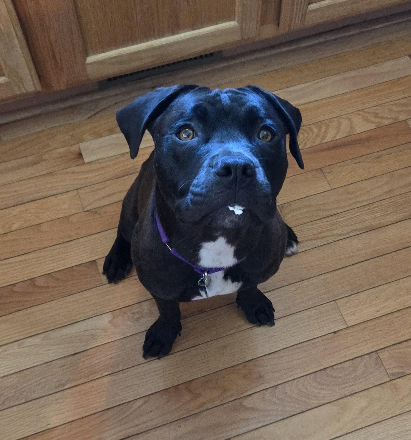 Junebug, Adoptable, Young Female American Staffordshire Terrier.