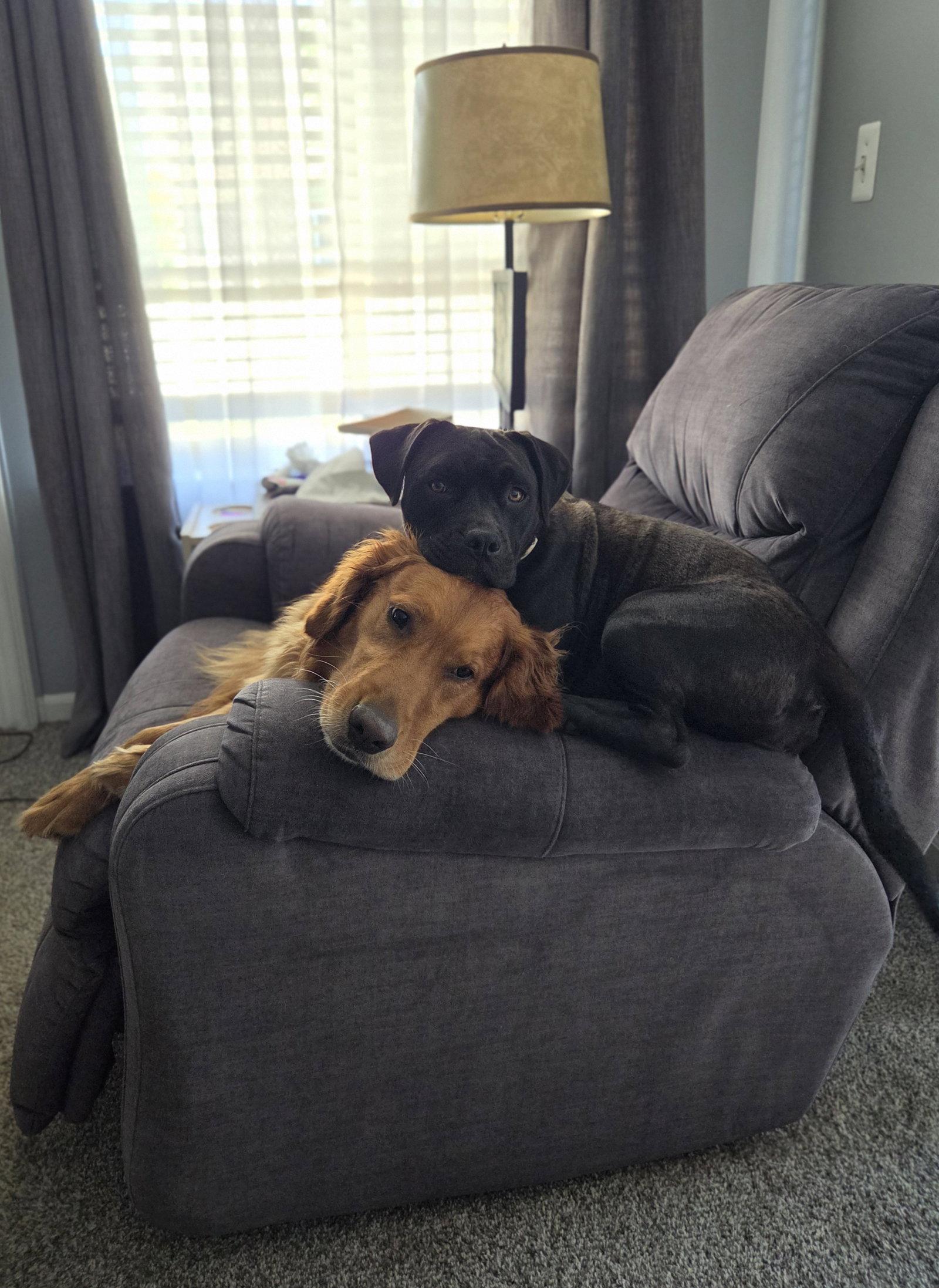 Junebug, a Adoptable American Staffordshire Terrier in Livonia, MI image 2/3