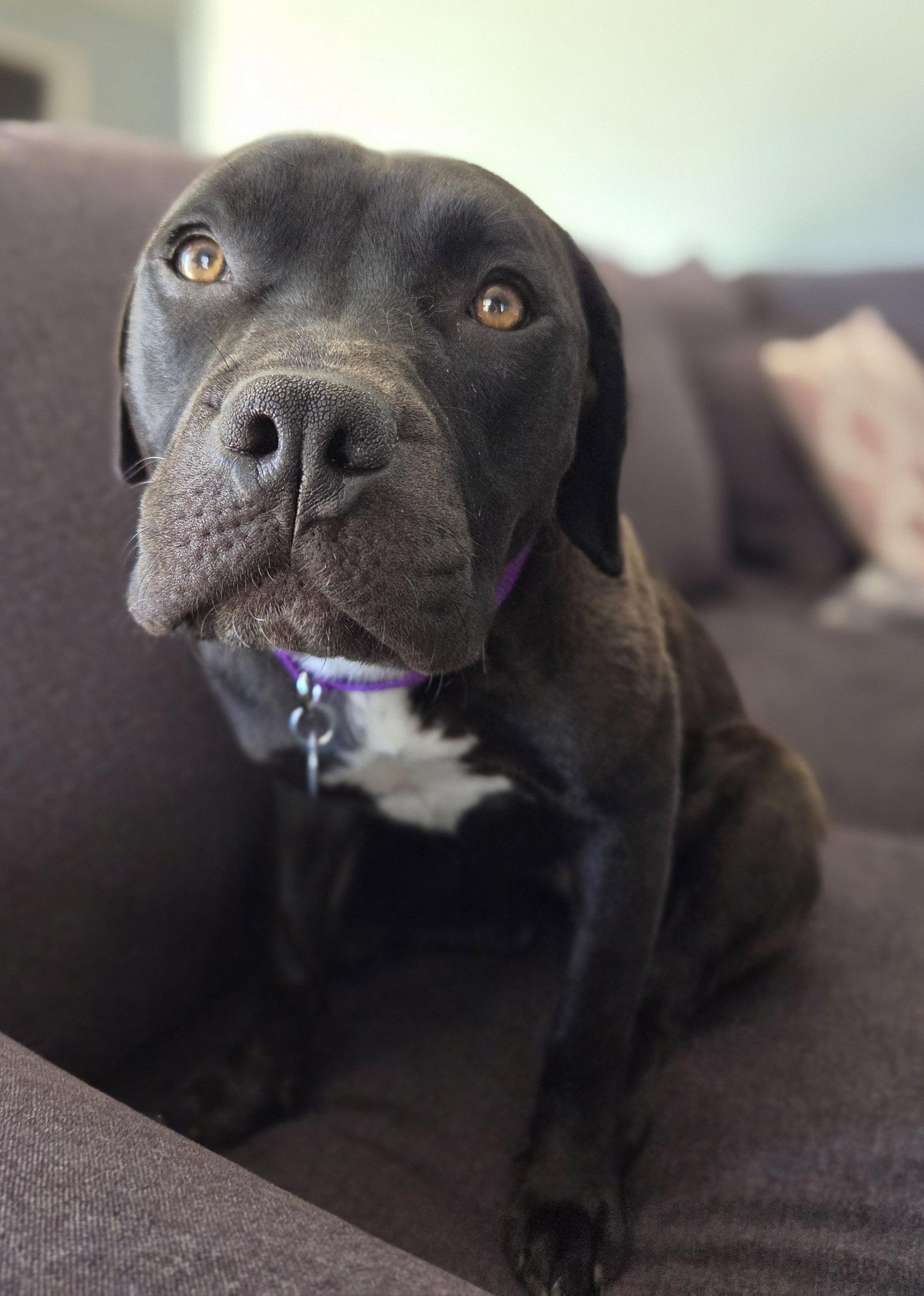 Junebug, a Adoptable American Staffordshire Terrier in Livonia, MI image 3/3