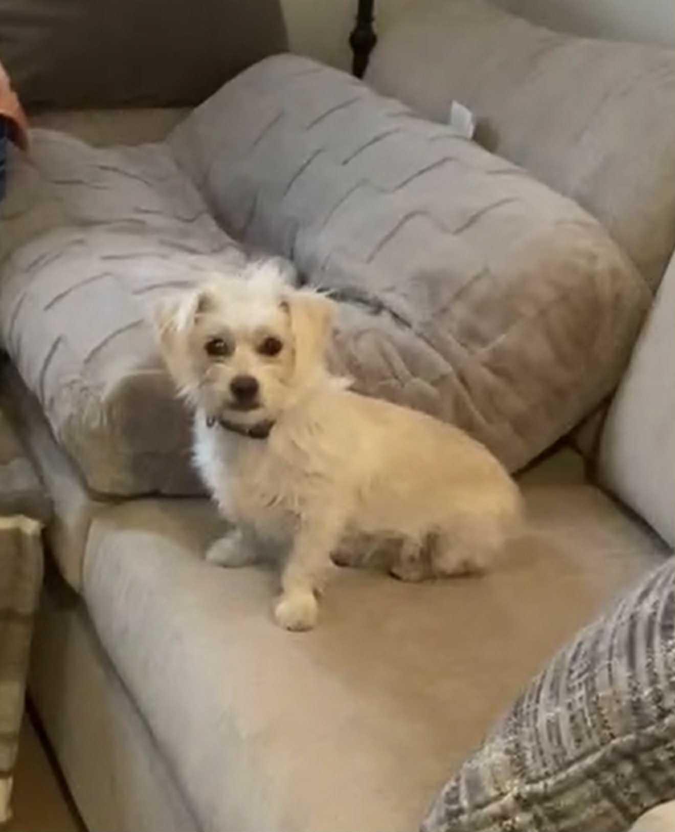 Lola, adopted, Adult Female Maltese & Jack Russell Terrier.