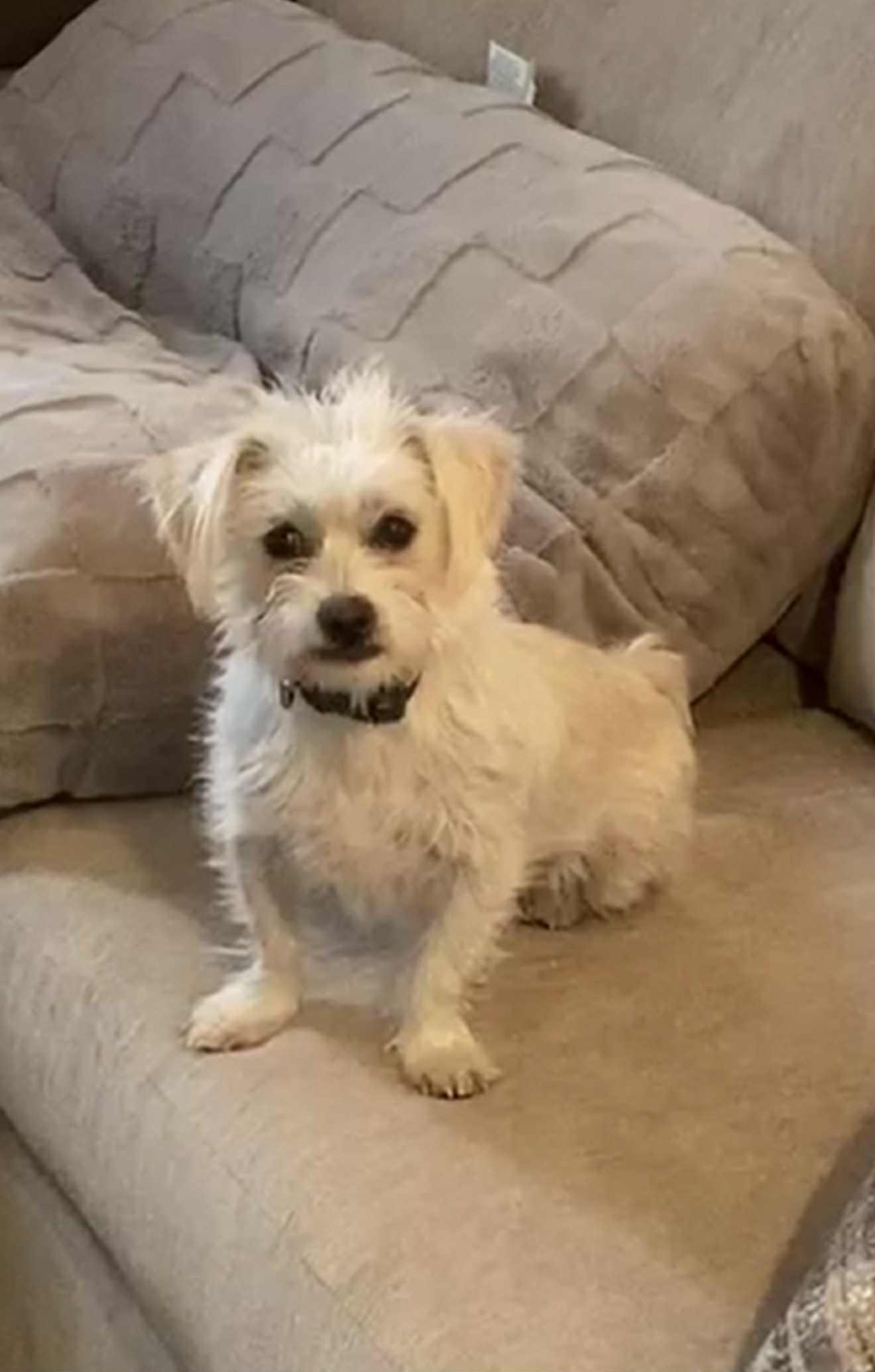 Enlarge Lola, an adopted mixed breed in Las Vegas, NV image 2/2