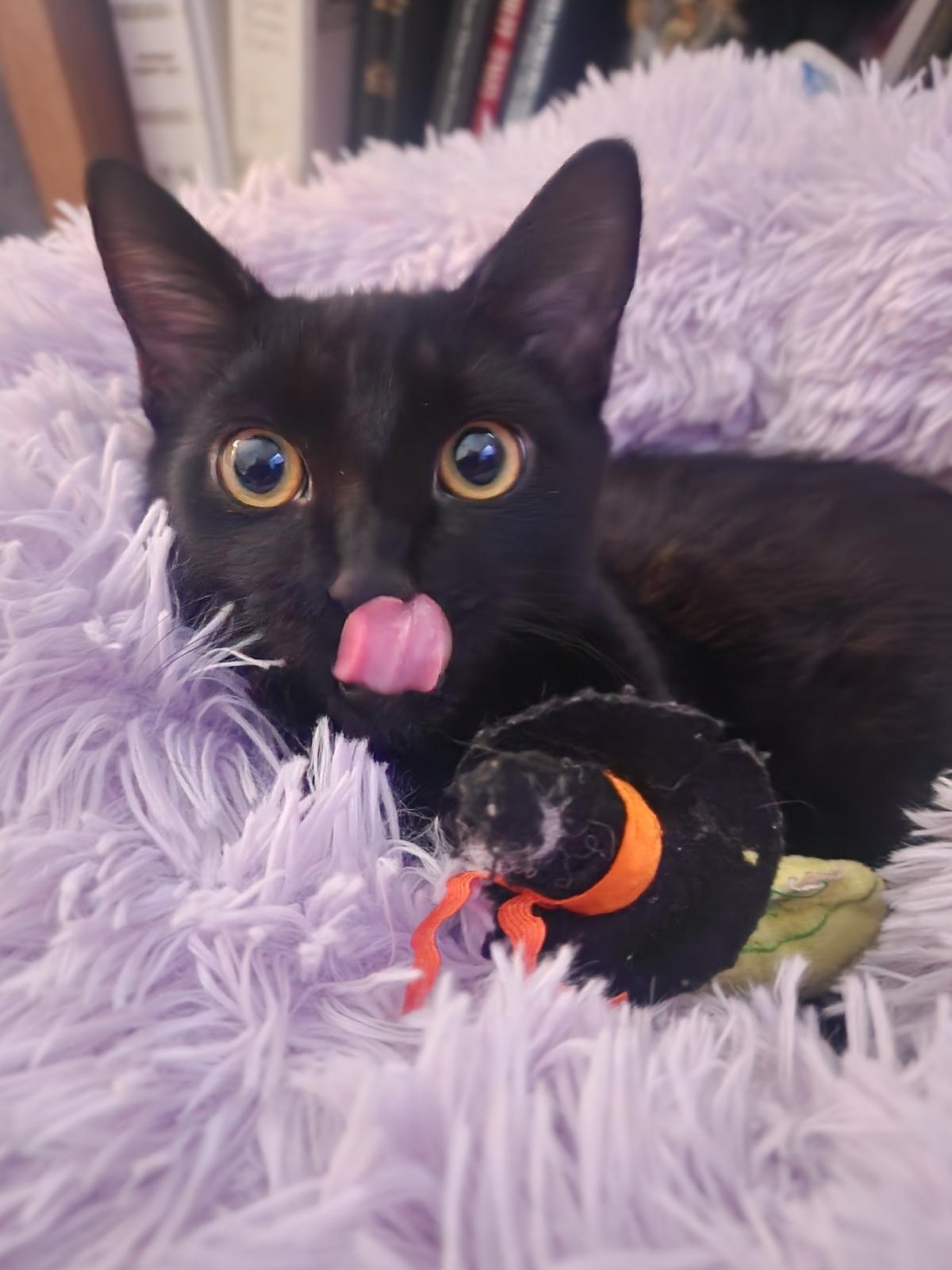 Arlo, Adoptable, Kitten Male Domestic Short Hair.