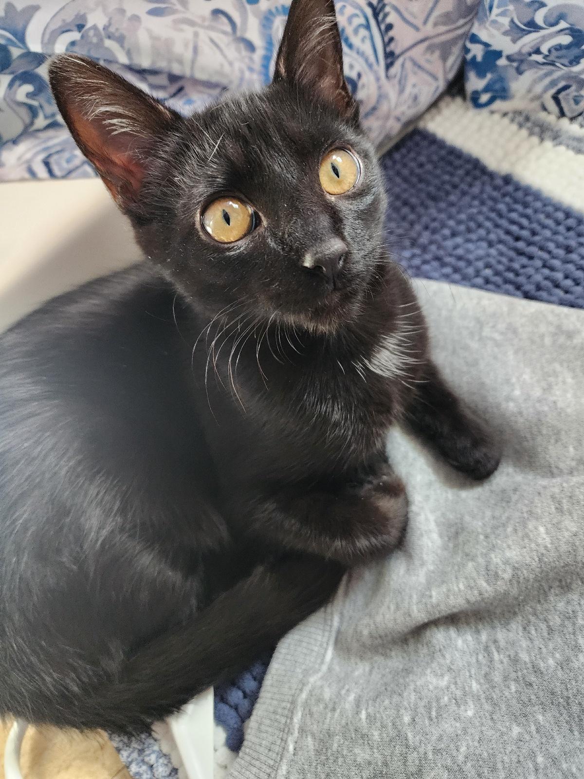 Arlo, Adoptable, Kitten Male Domestic Short Hair.