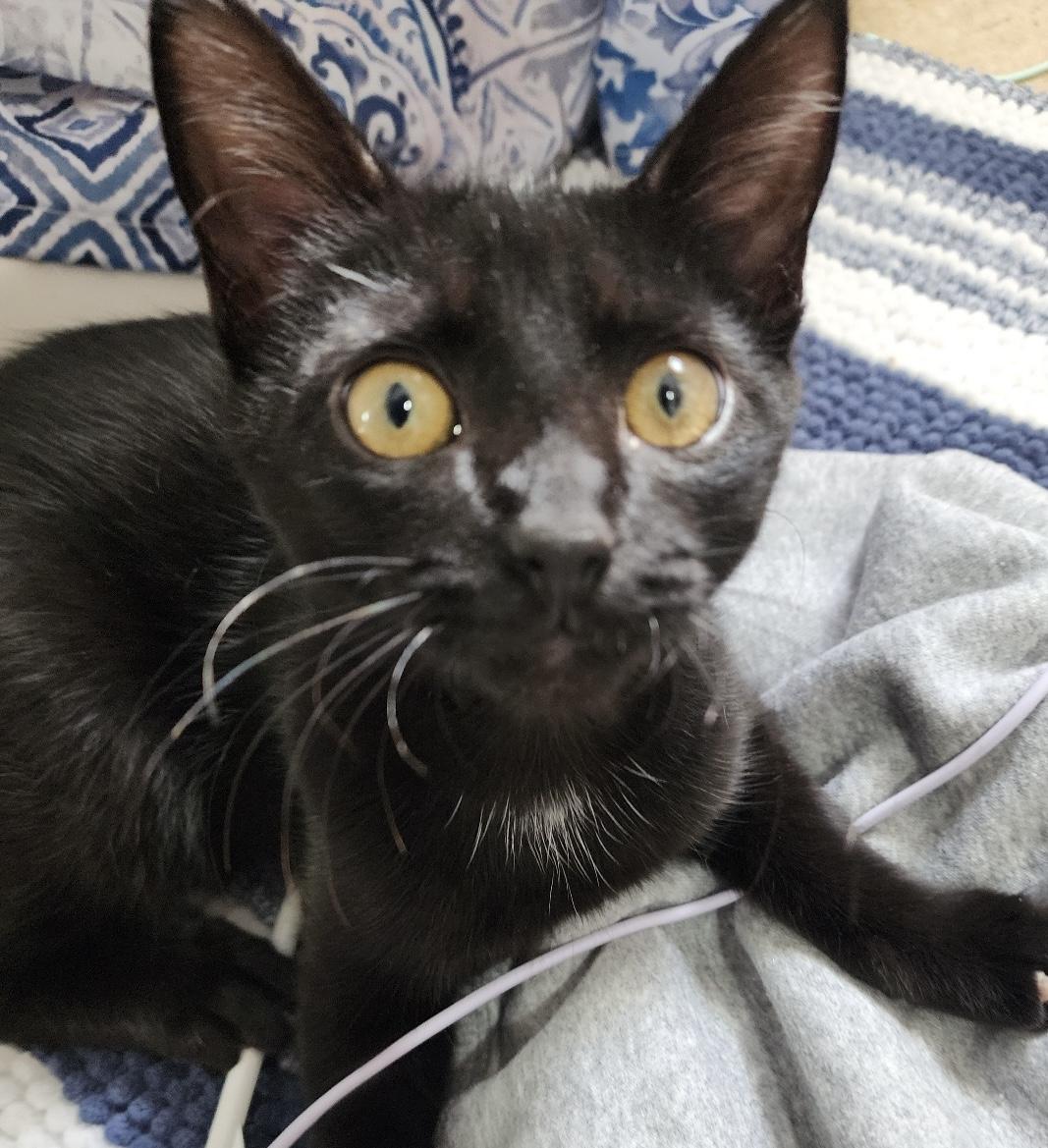 Arlo, a Adoptable Domestic Short Hair in CANONSBURG, PA image 4/6