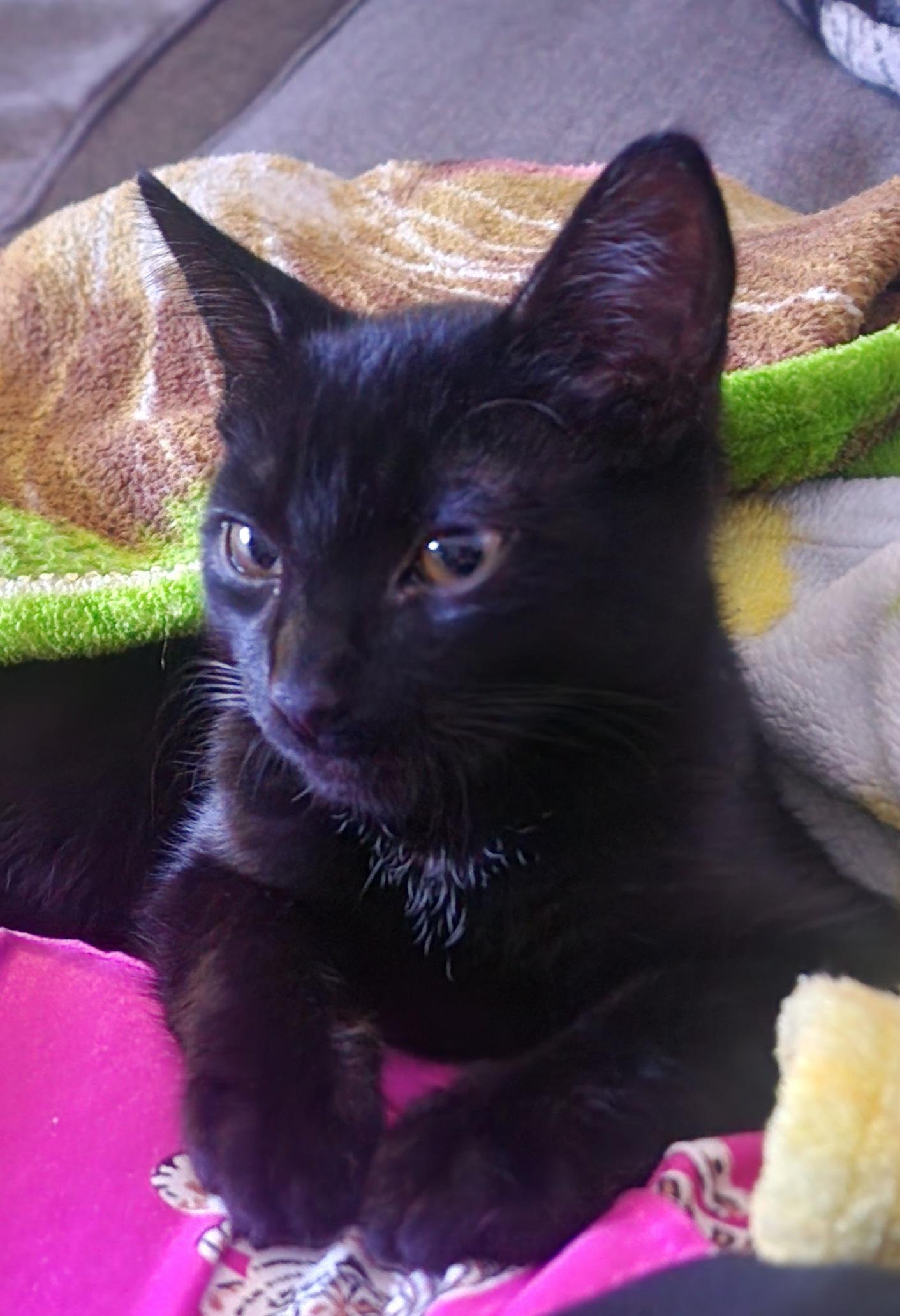 Arlo, a Adoptable Domestic Short Hair in CANONSBURG, PA image 5/6