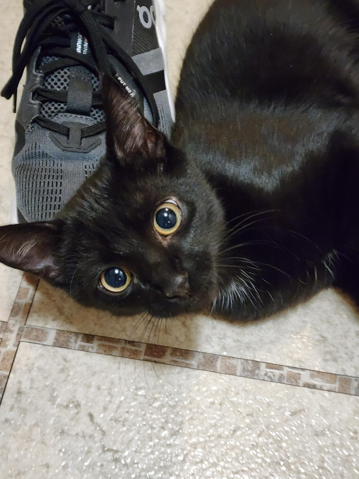 Arlo, a Adoptable Domestic Short Hair in CANONSBURG, PA image 6/6