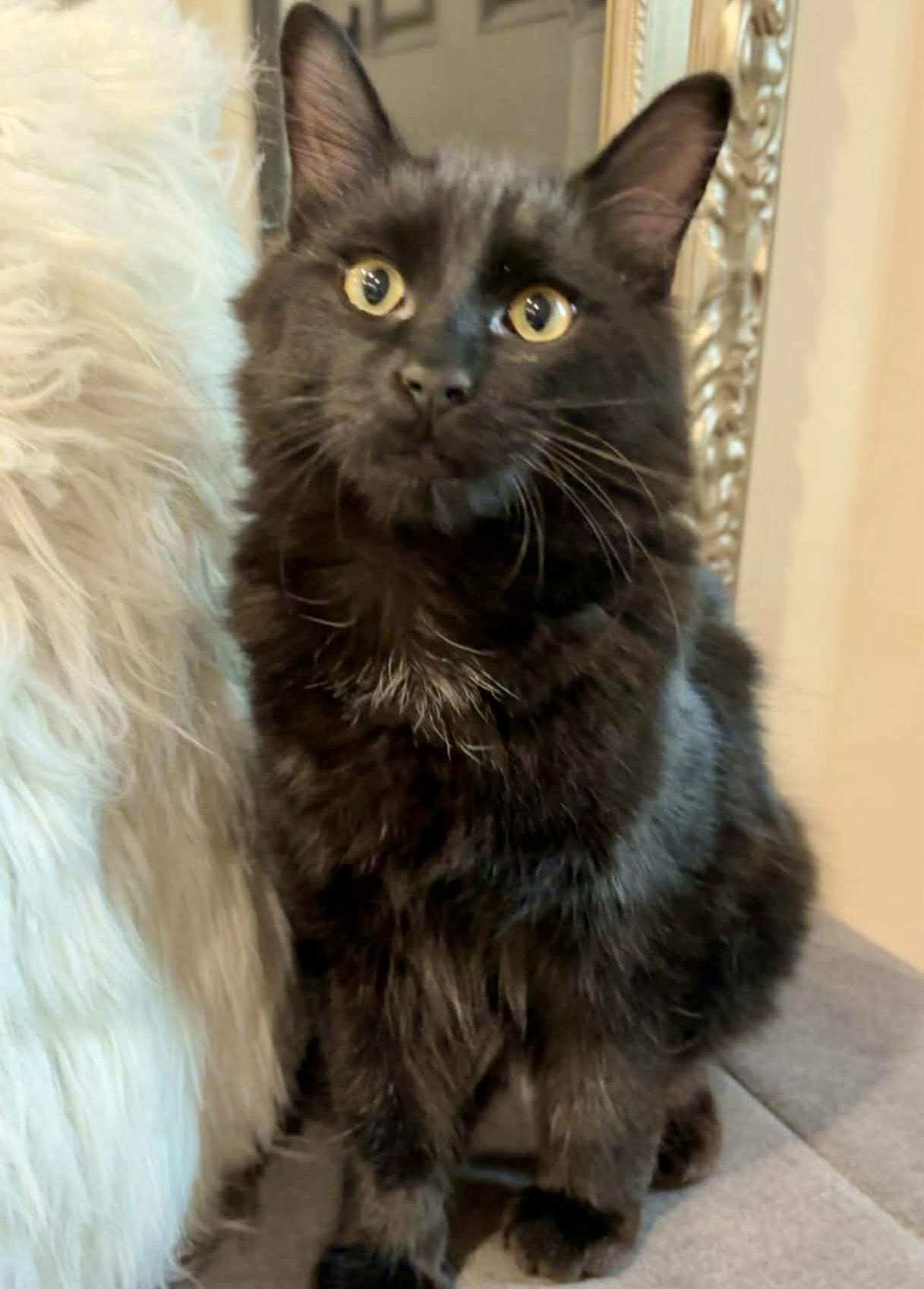 Bogart, Adoptable, Young Male Domestic Long Hair.