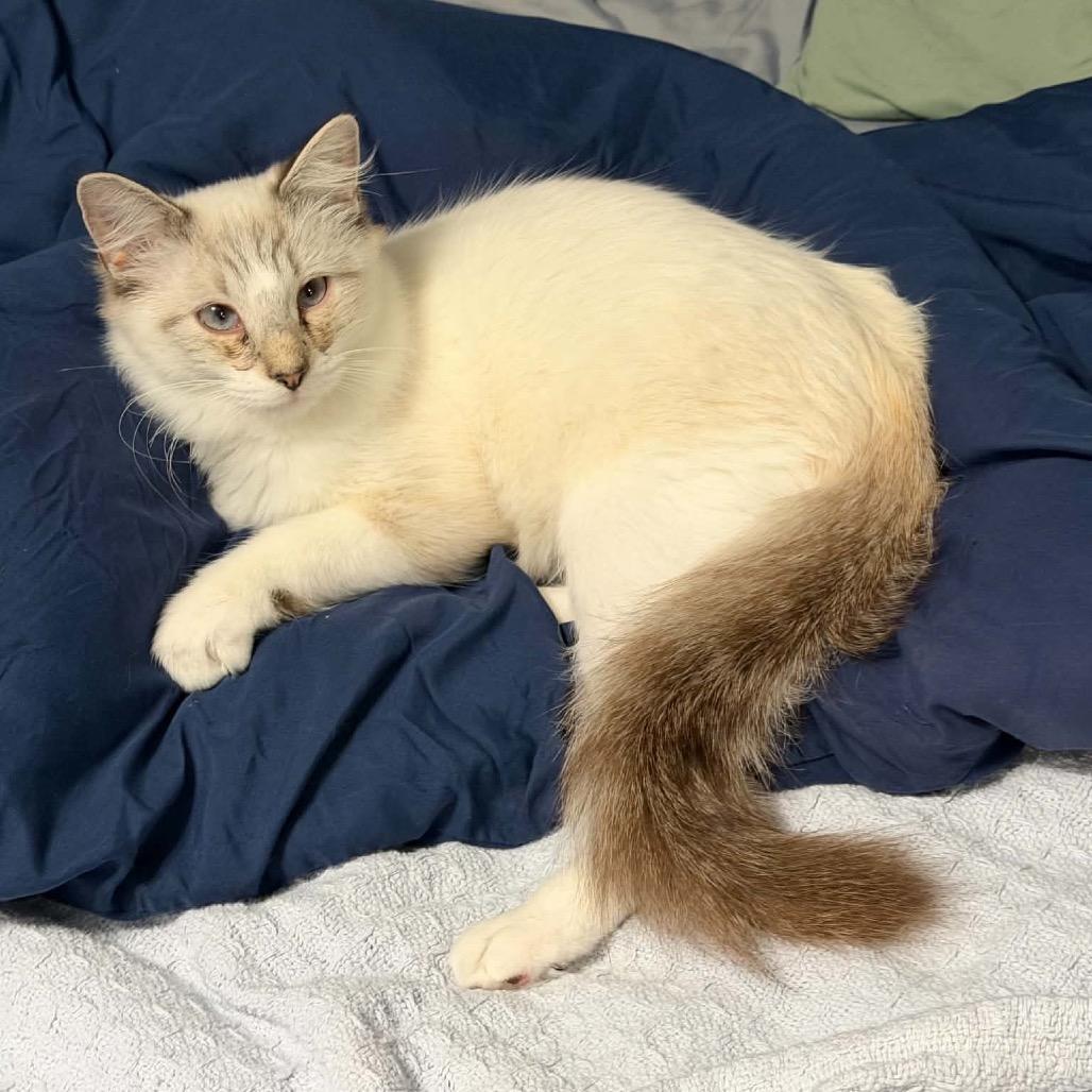 Enlarge Charlie, a Adoptable Siamese in mount vernon, AR image 1/1