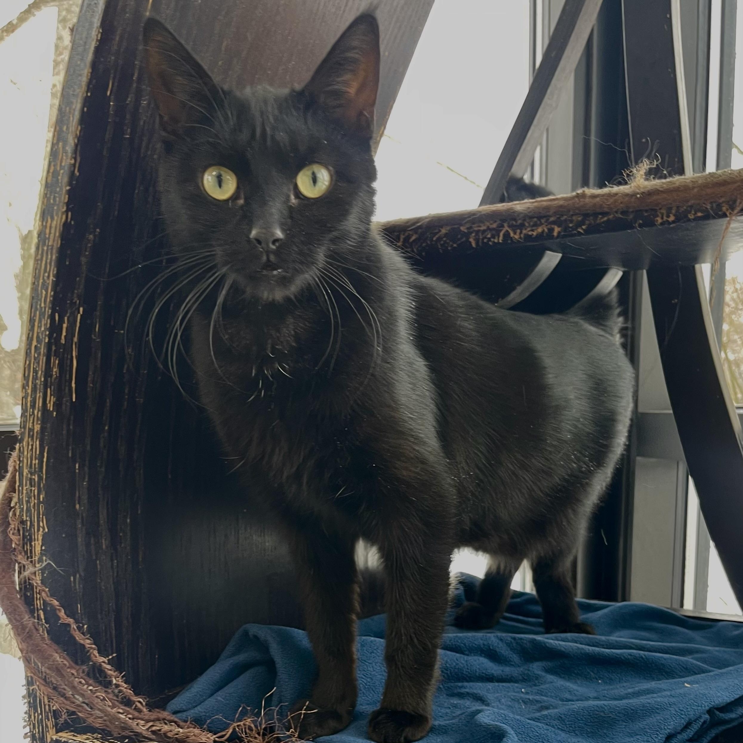 Silas, a Adoptable mixed breed in Battle Creek, MI image 5/6
