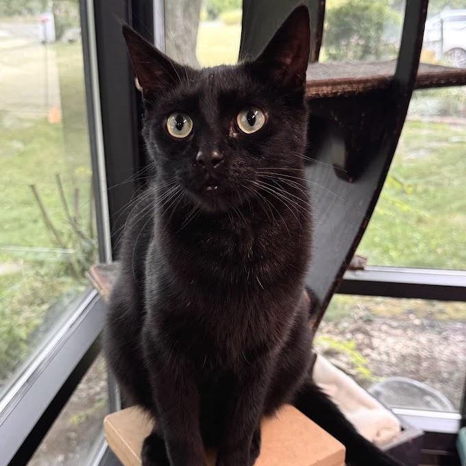 Silas, Adoptable, Adult Male Domestic Short Hair.