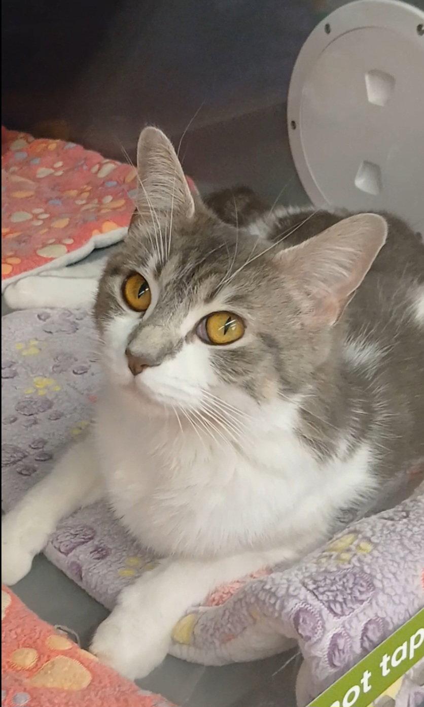 Enlarge Tiger Eyes, a Adoptable mixed breed in Bay City, MI image 1/1