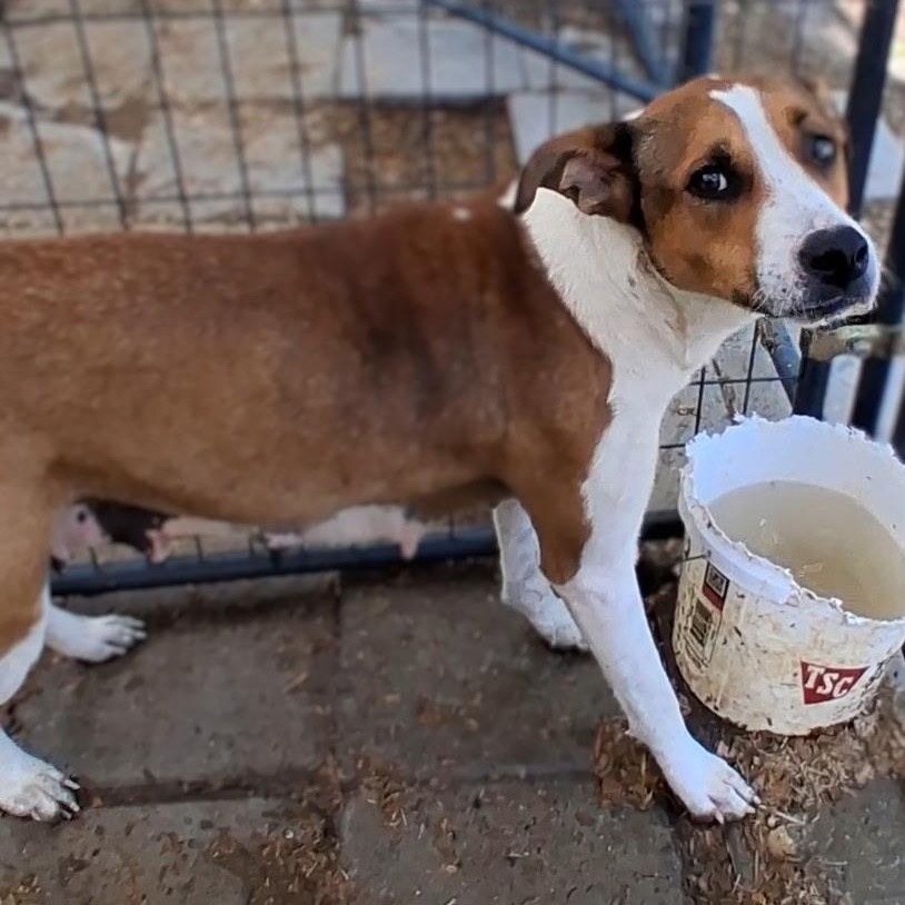 Sadie, a ADOPTABLE Mixed Breed in Burlington, VT image 3/3