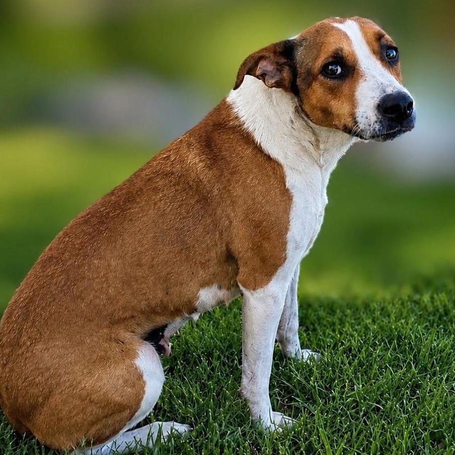 Sadie, ADOPTABLE, Adult Female Mixed Breed.