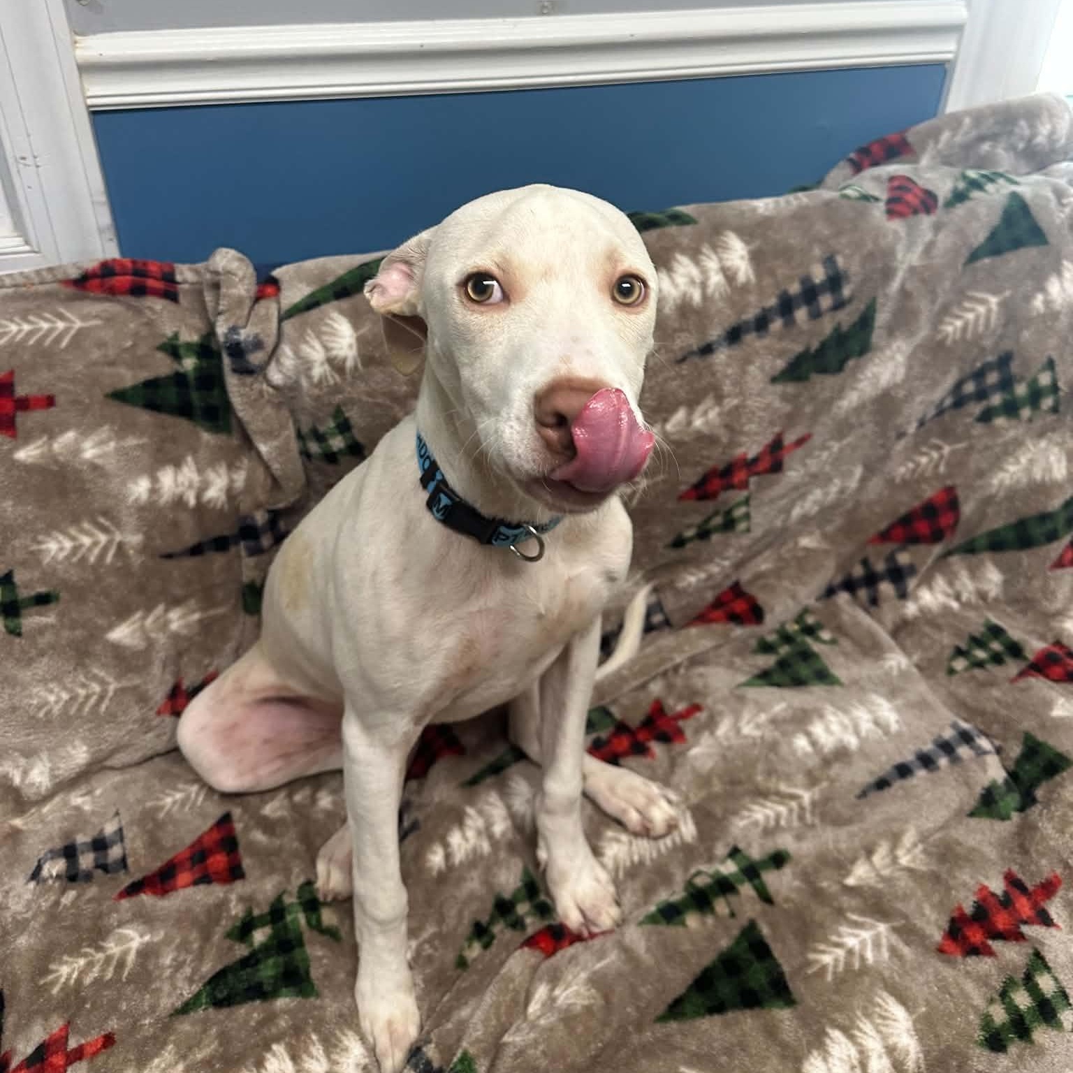 Zero, Adoptable, Young Male Mixed Breed.