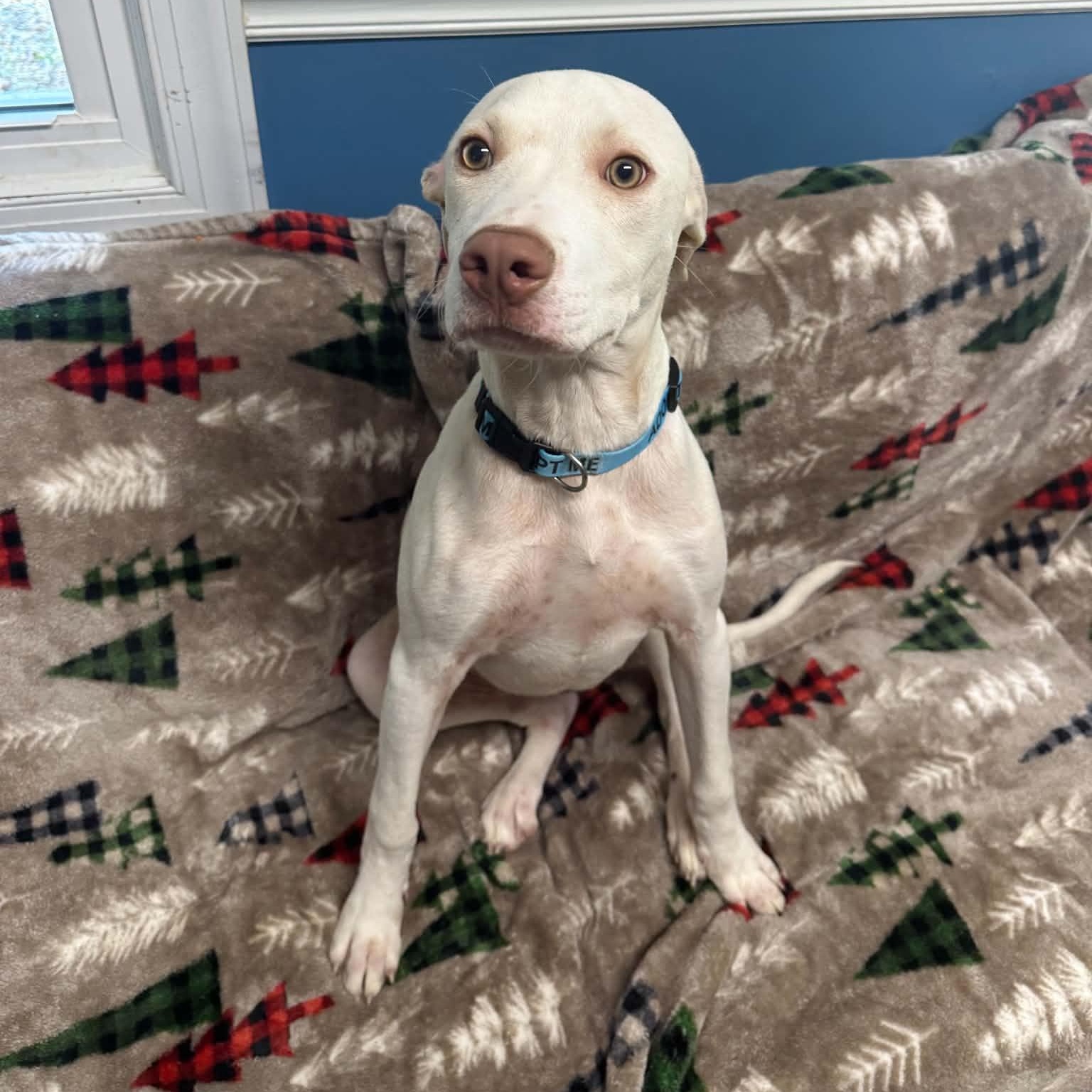 Enlarge Zero, a Adoptable Mixed Breed in Sunderland, MD image 4/5