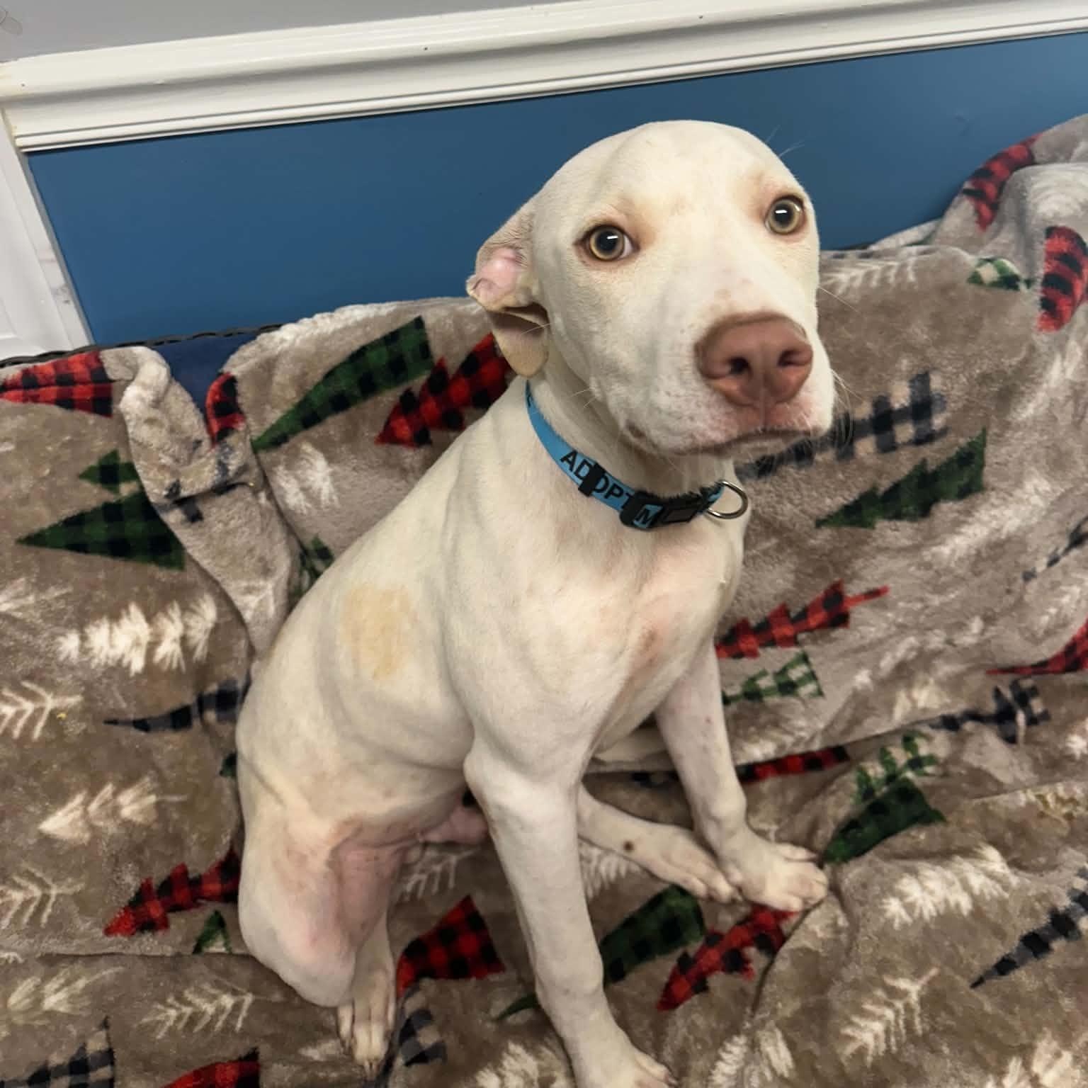 Enlarge Zero, a Adoptable Mixed Breed in Sunderland, MD image 2/5