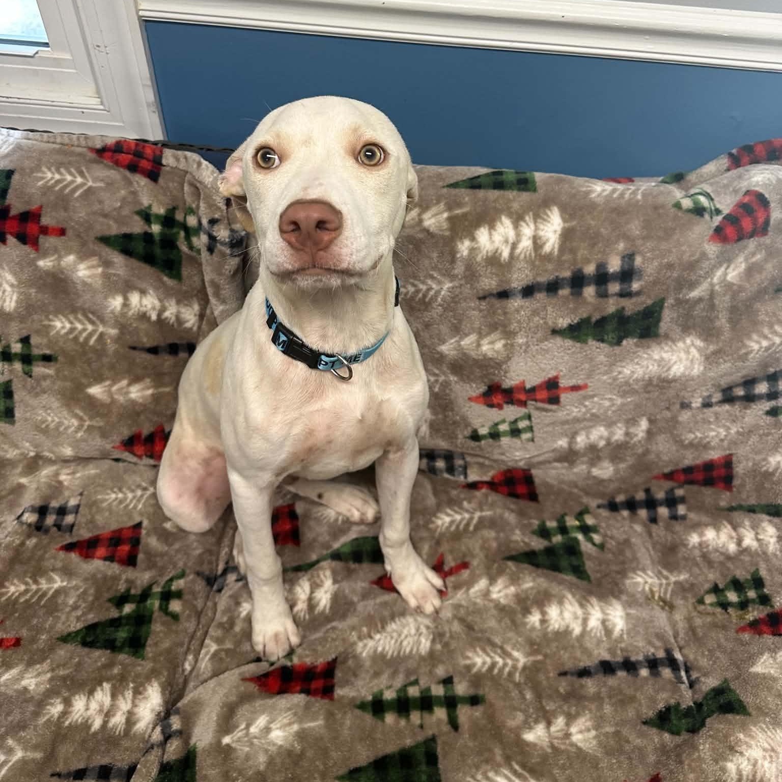 Enlarge Zero, a Adoptable Mixed Breed in Sunderland, MD image 5/5