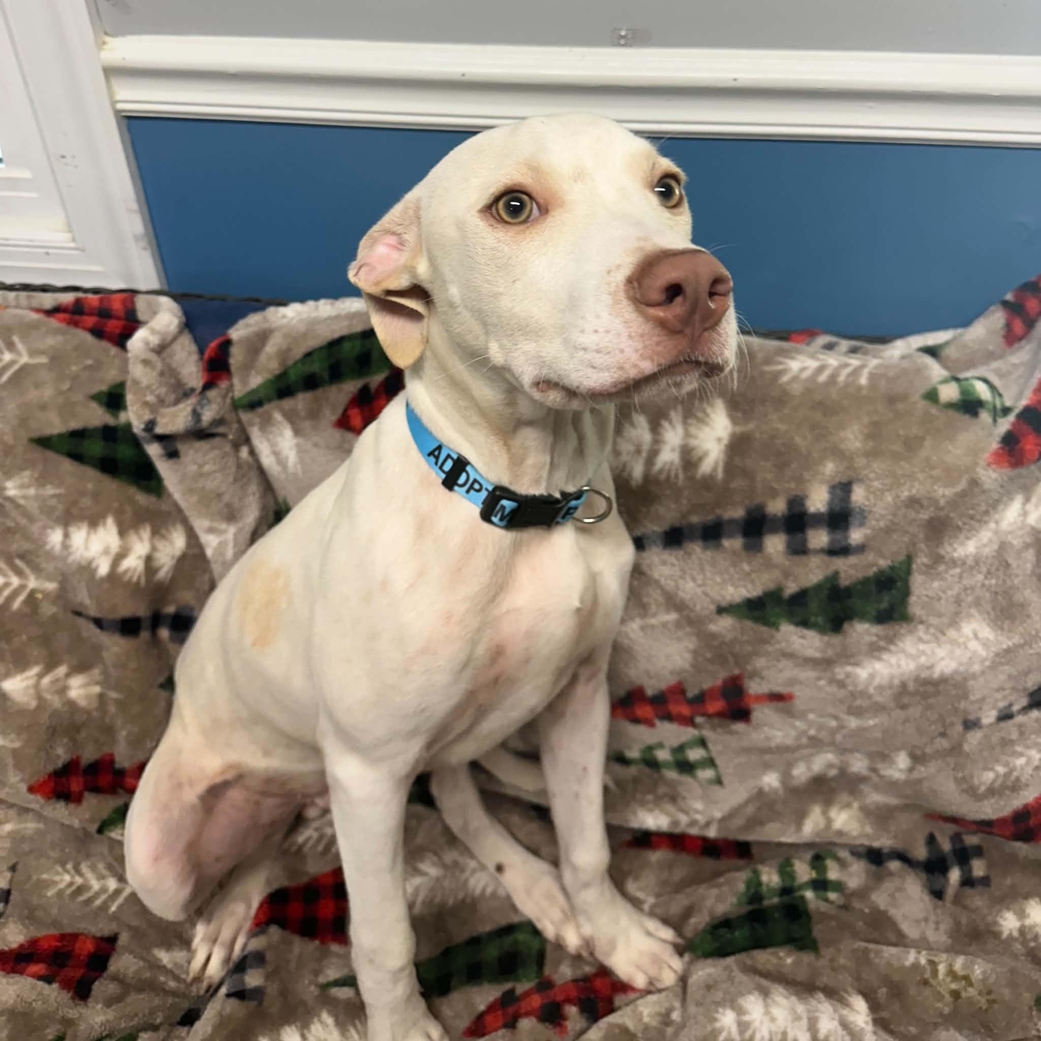 Enlarge Zero, a Adoptable Mixed Breed in Sunderland, MD image 3/5