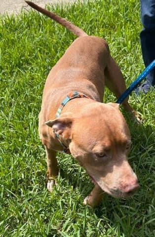 Mickey, an adoptable Pit Bull Terrier in fountain, CO, 80817 | Photo Image 4