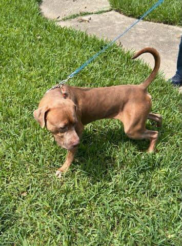 Enlarge Mickey, a Adoptable Pit Bull Terrier in fountain, CO image 2/4