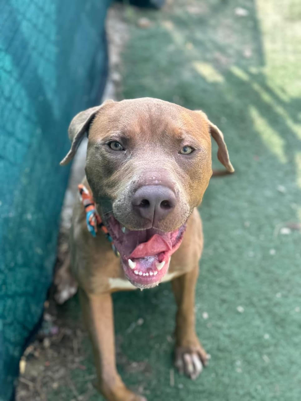 Enlarge Mickey, a Adoptable Pit Bull Terrier in fountain, CO image 1/4