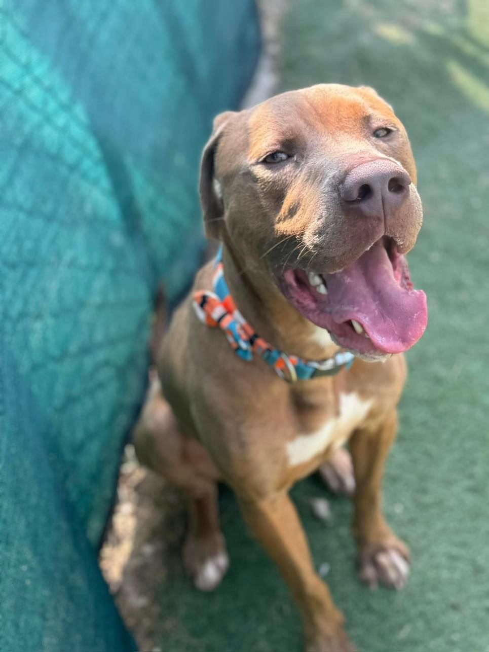 Enlarge Mickey, a Adoptable Pit Bull Terrier in fountain, CO image 3/4