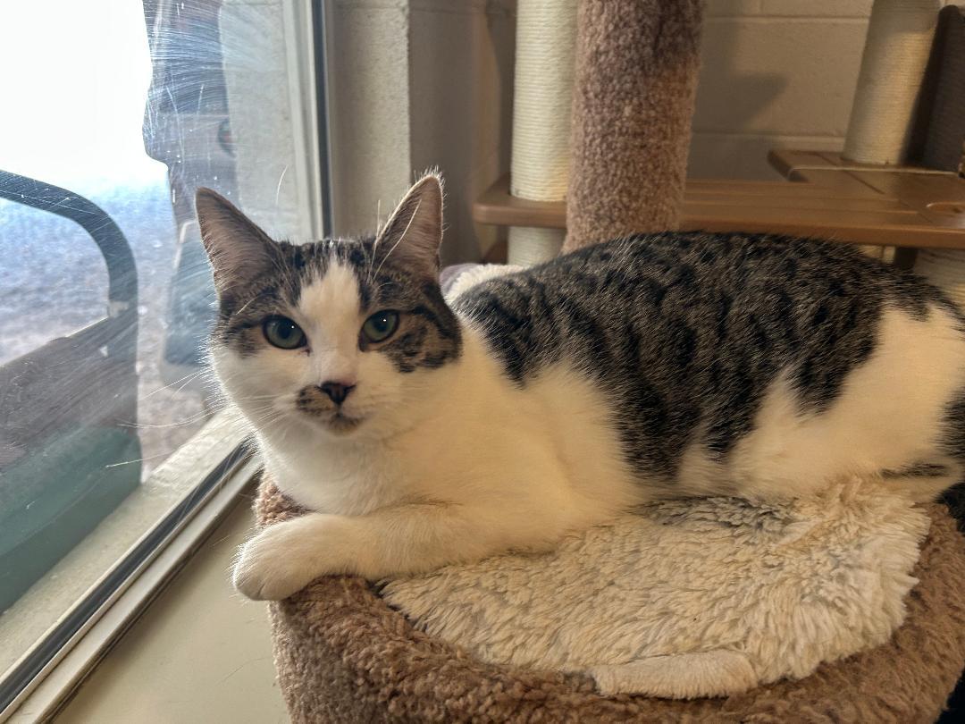 Enlarge Cindy, a Adoptable Domestic Short Hair in Bryson City, NC image 1/2