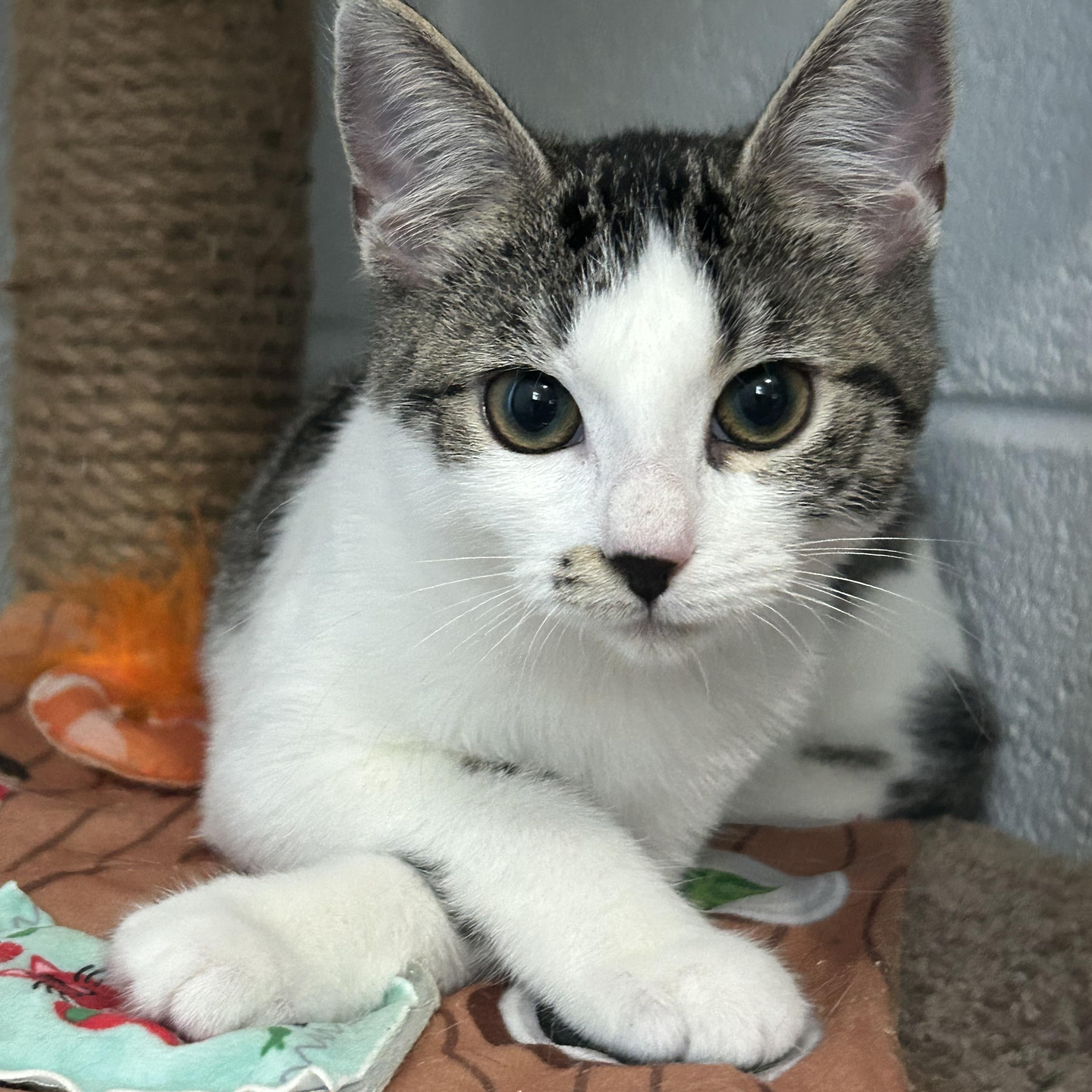 Cindy, Adoptable, Kitten Female Domestic Short Hair.