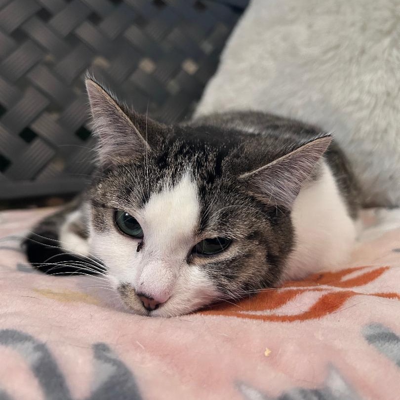 Cindy, Adoptable, Young Female Domestic Short Hair.