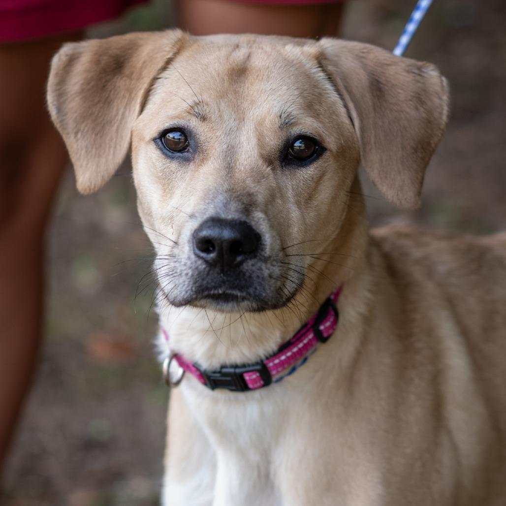Enlarge KIARA-31035, a Adoptable mixed breed in Bartlett, TN image 1/2