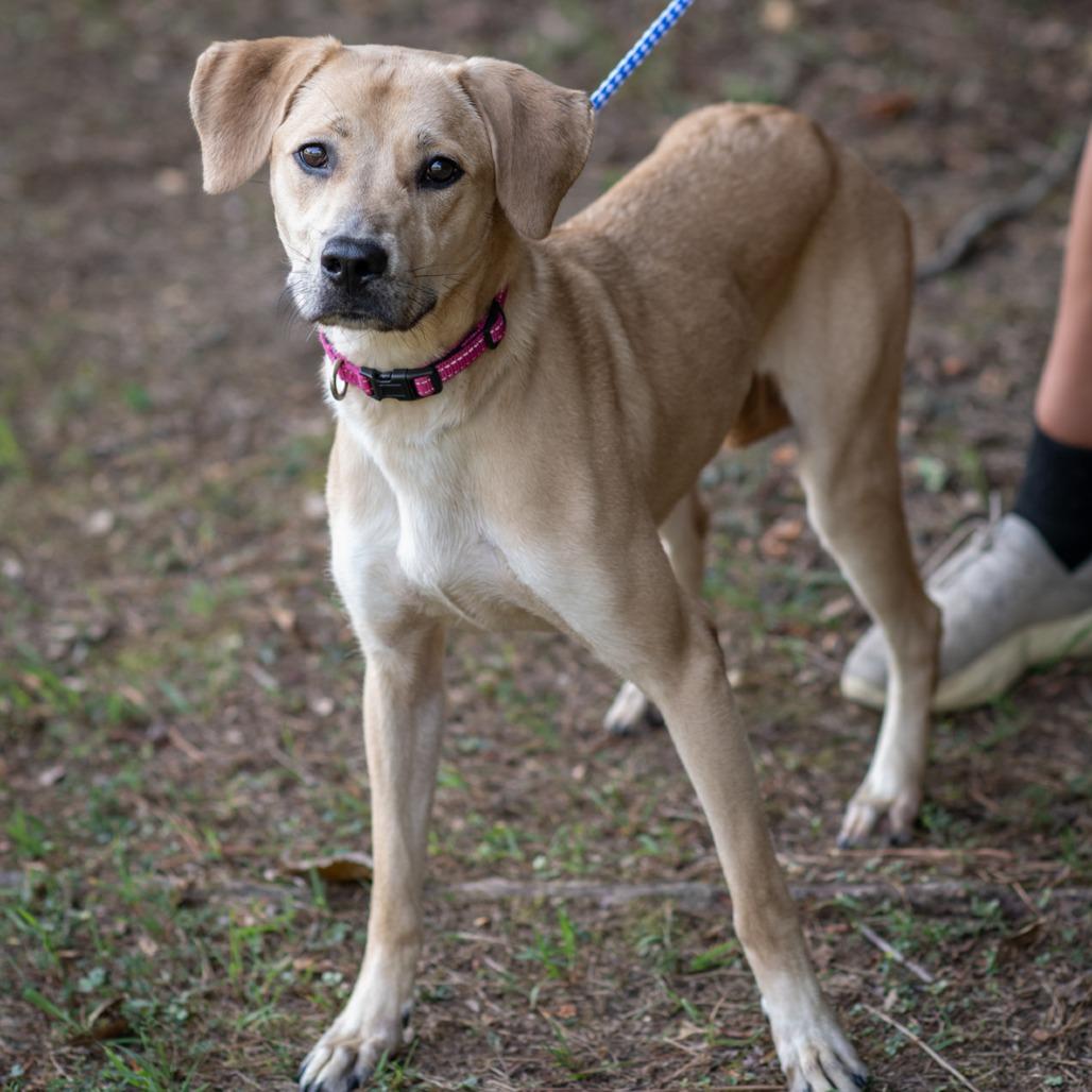 Enlarge KIARA-31035, a Adoptable mixed breed in Bartlett, TN image 2/2