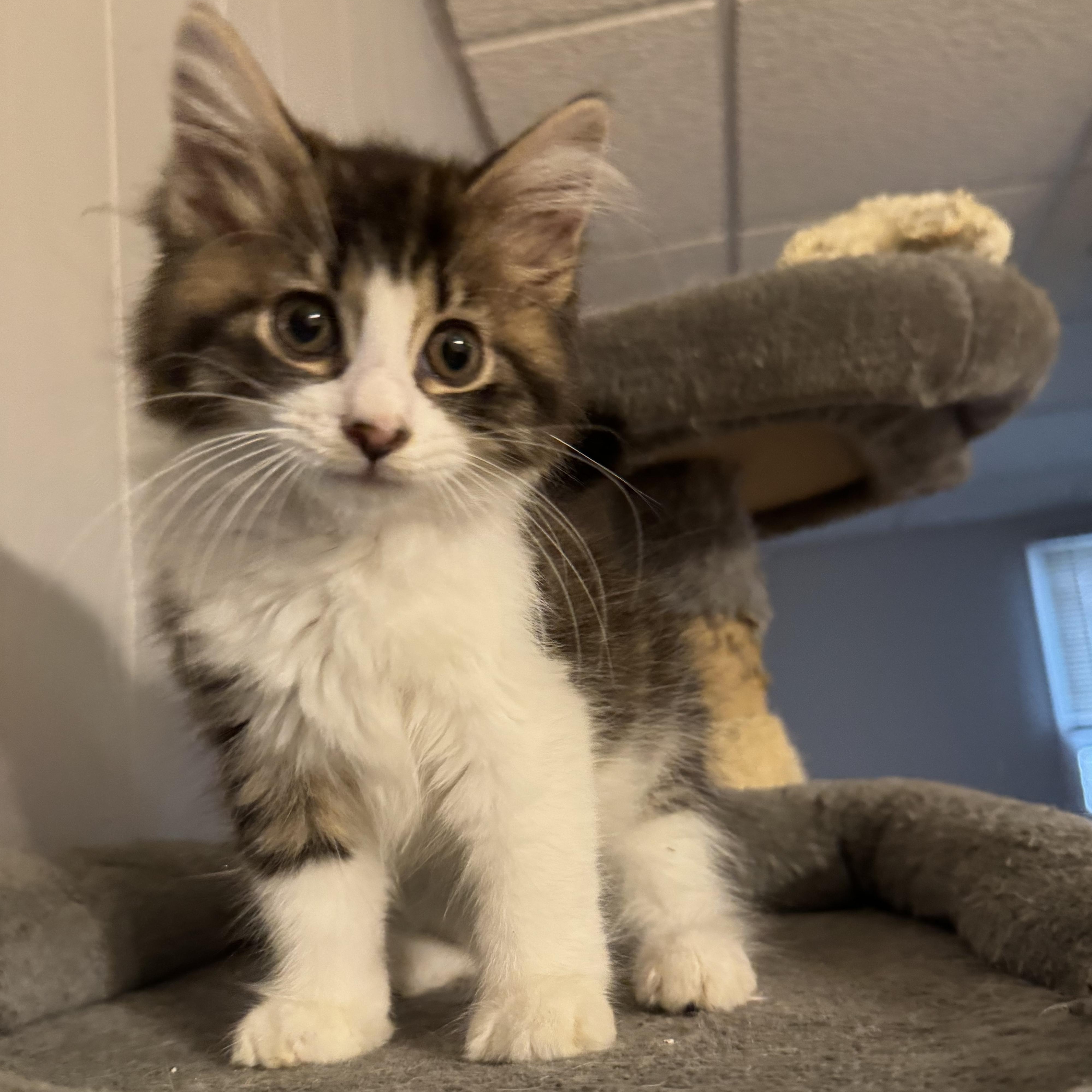 Firefly, Baby Female Domestic Long Hair