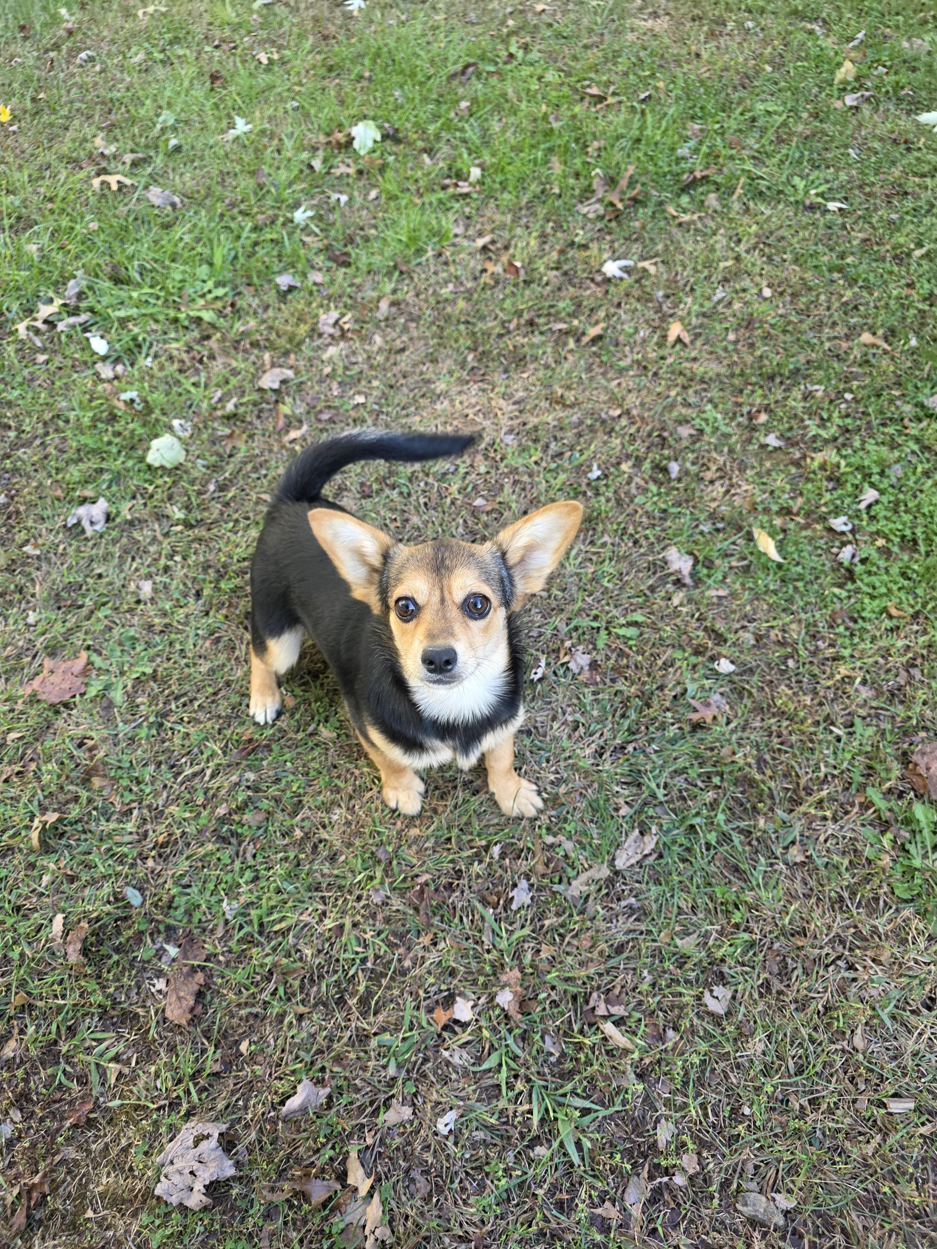 Enlarge Big girl, a Adopted mixed breed in Diamond, OH image 1/1