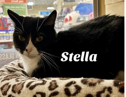 Stella, Adoptable, Adult Female Domestic Short Hair.