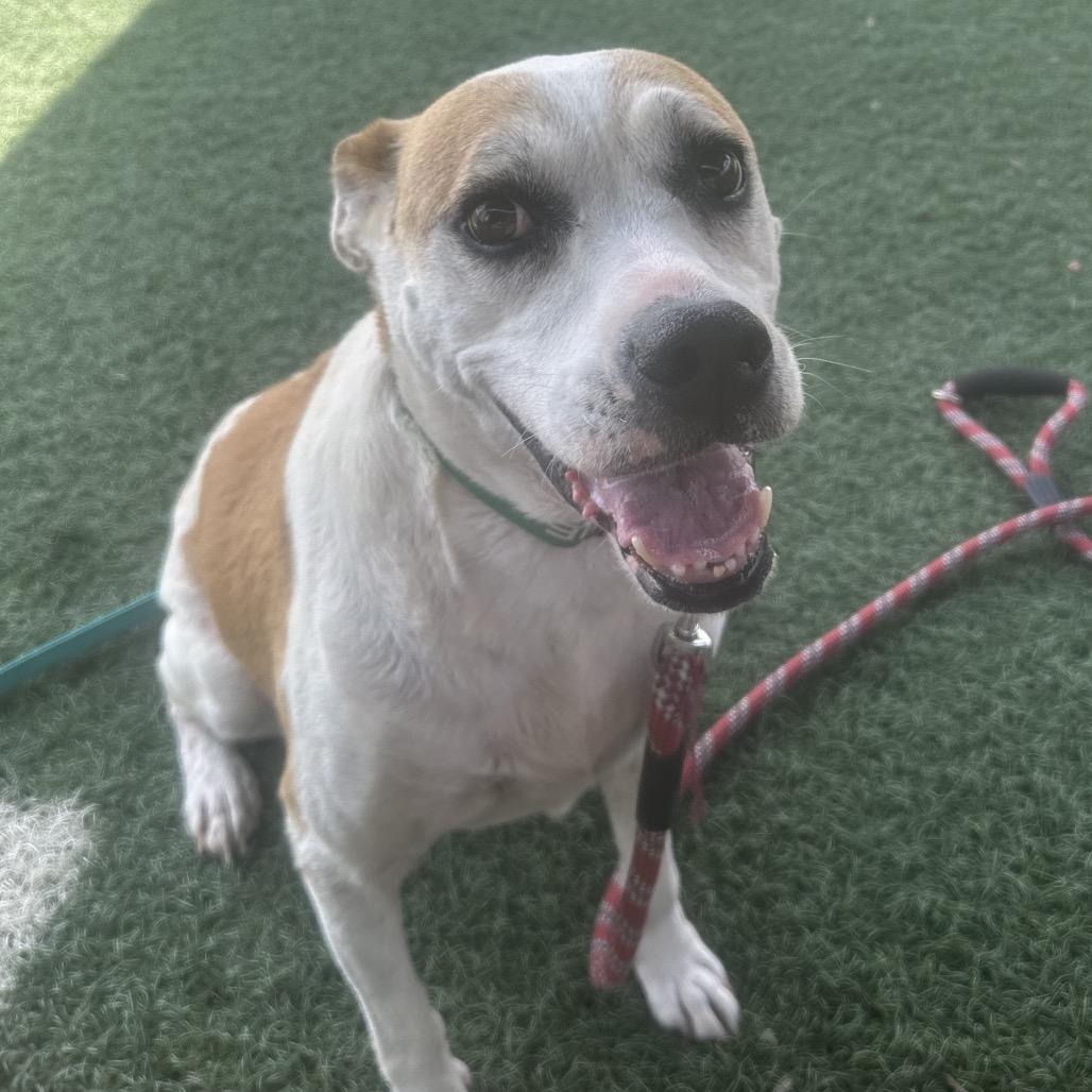 Nellie, Adoptable, Senior Female Mixed Breed.