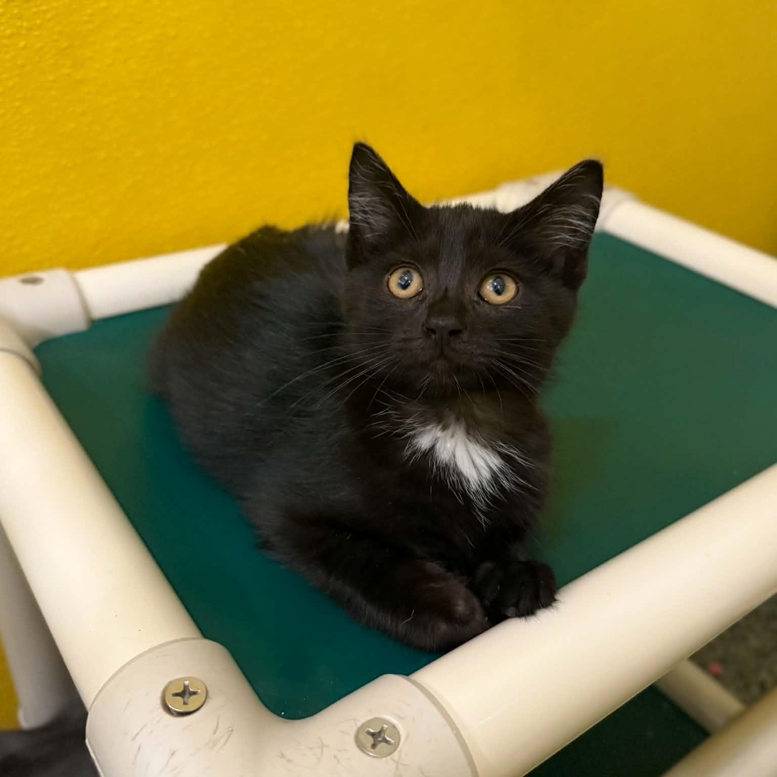 Rhino, a ADOPTABLE mixed breed in Penn Yan, NY image 2/2
