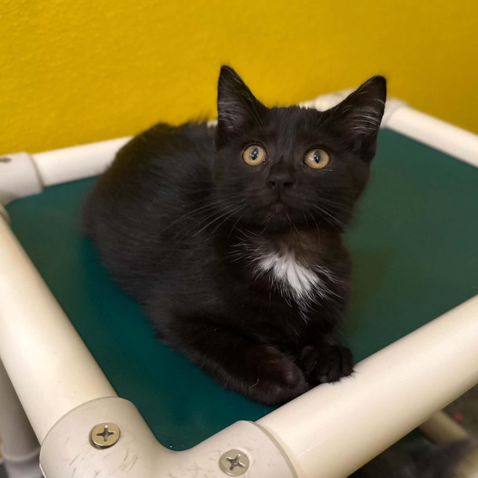 Rhino, ADOPTABLE, Kitten Male Domestic Short Hair.